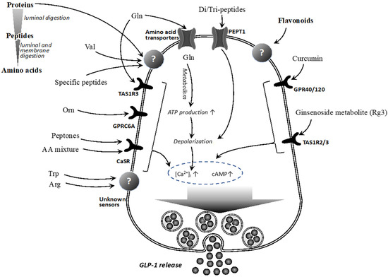 IJMS Free Full Text Improvement Of Glucose Tolerance By Food Factors Having Glucagon Like 
