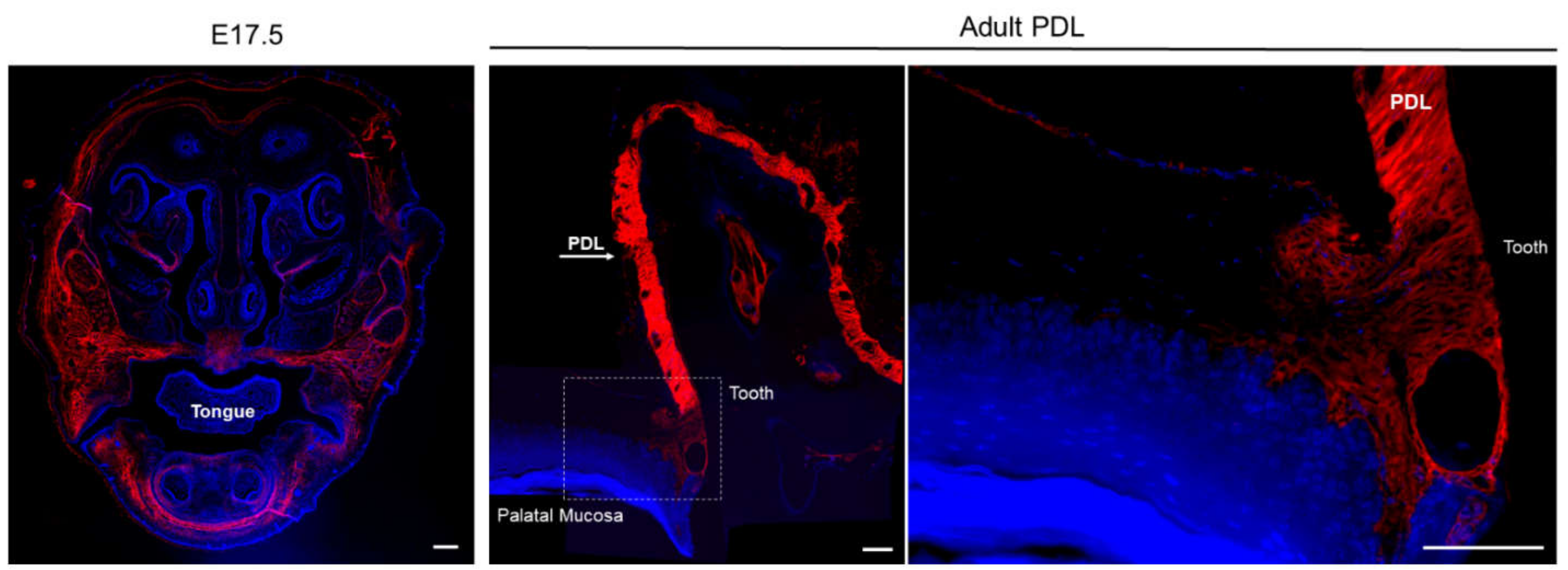 Ijms 22 06626 g001 Ijms 22 06626 g001
