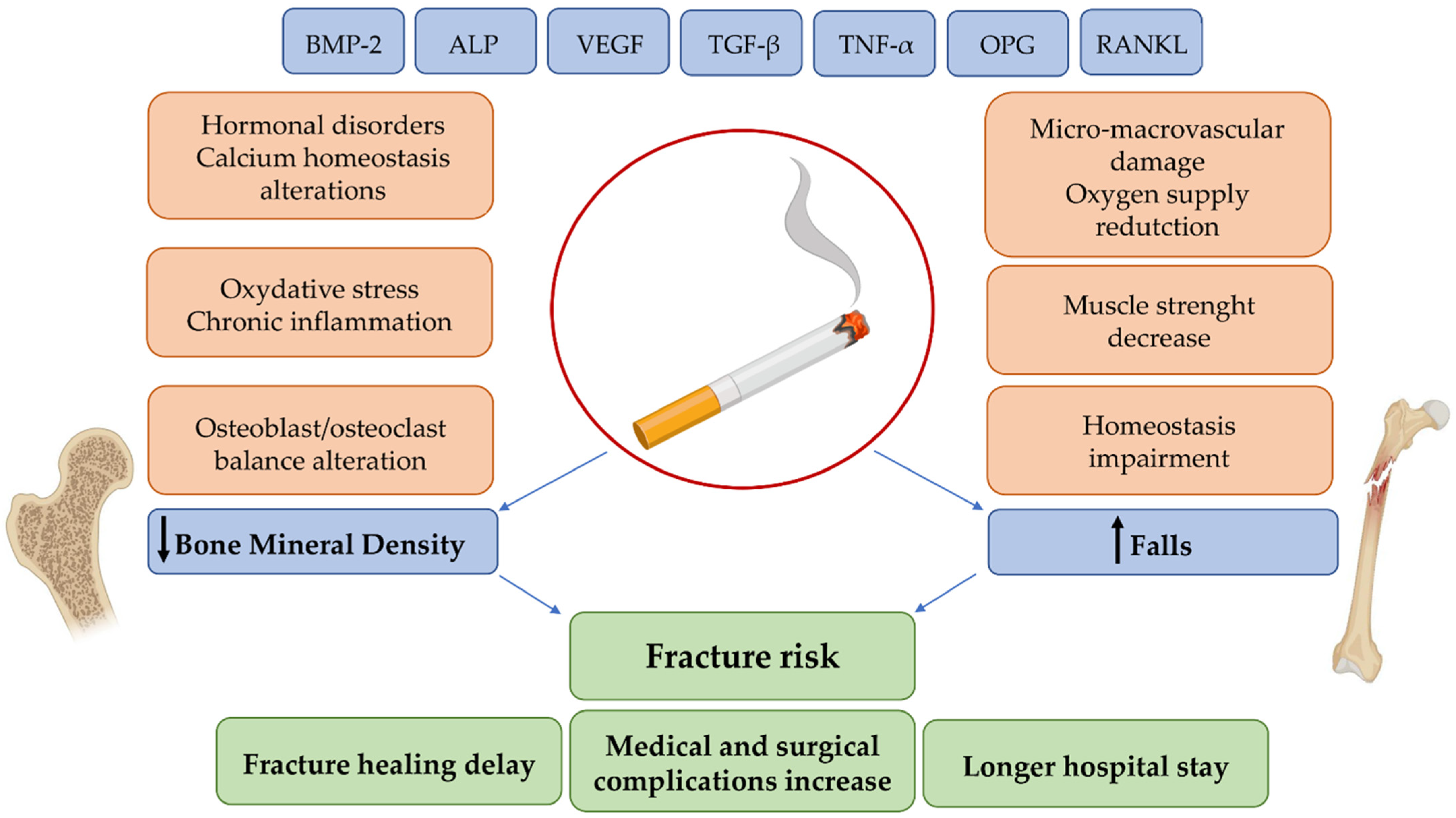 Ijms 22 06629 g002 Ijms 22 06629 g002