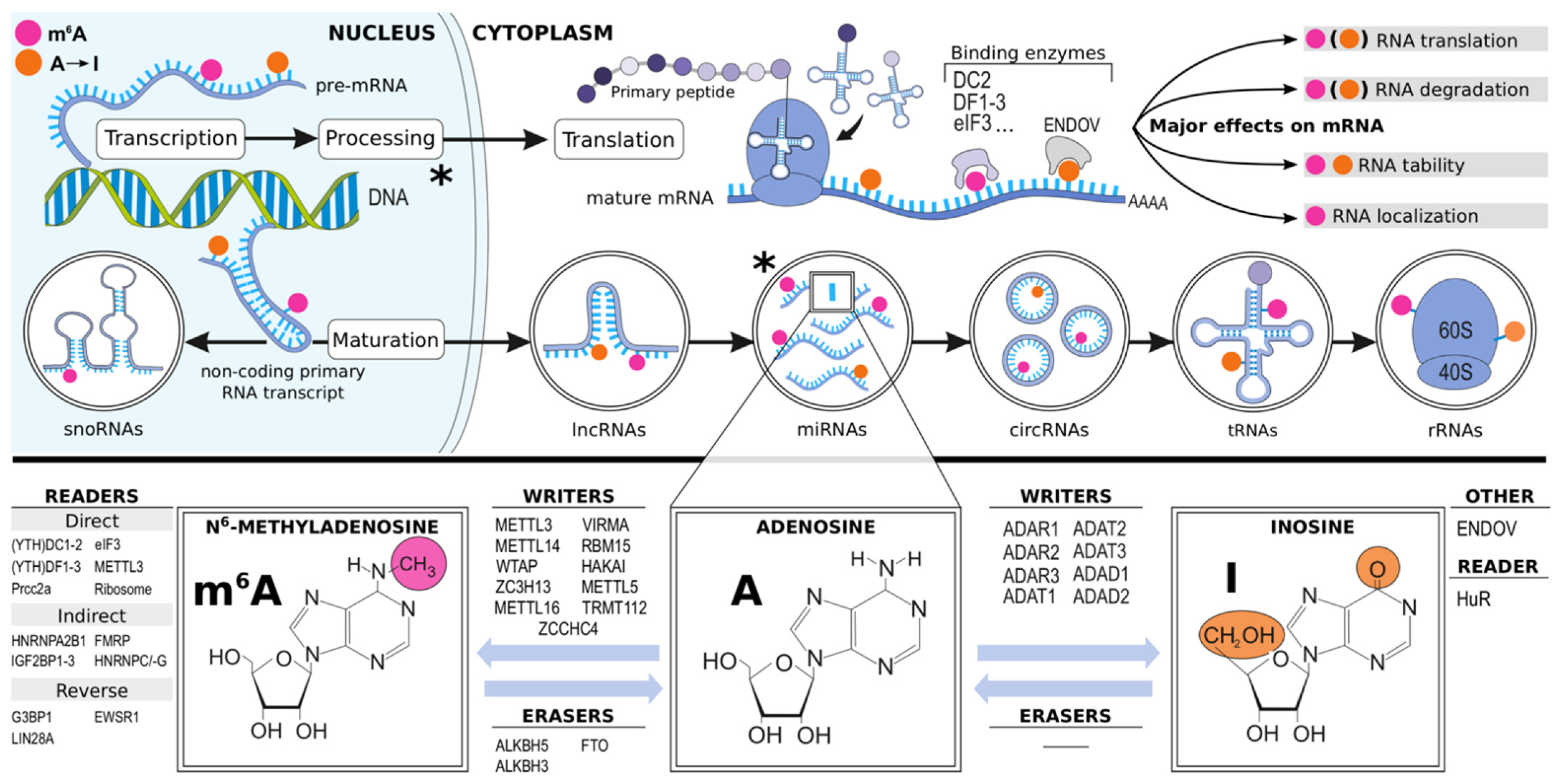 Ijms 22 06630 g001 550