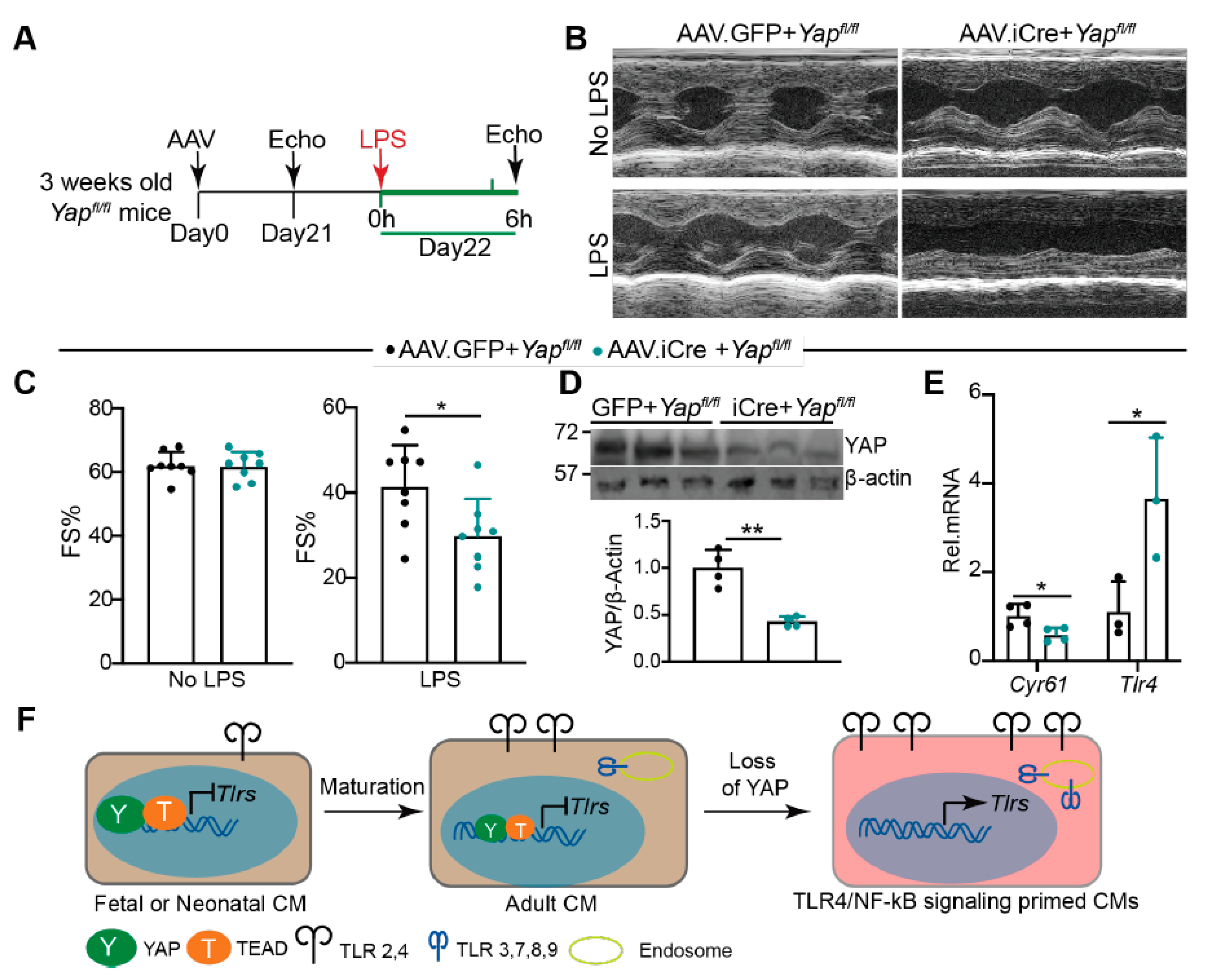 Ijms 22 06649 g007 Ijms 22 06649 g007