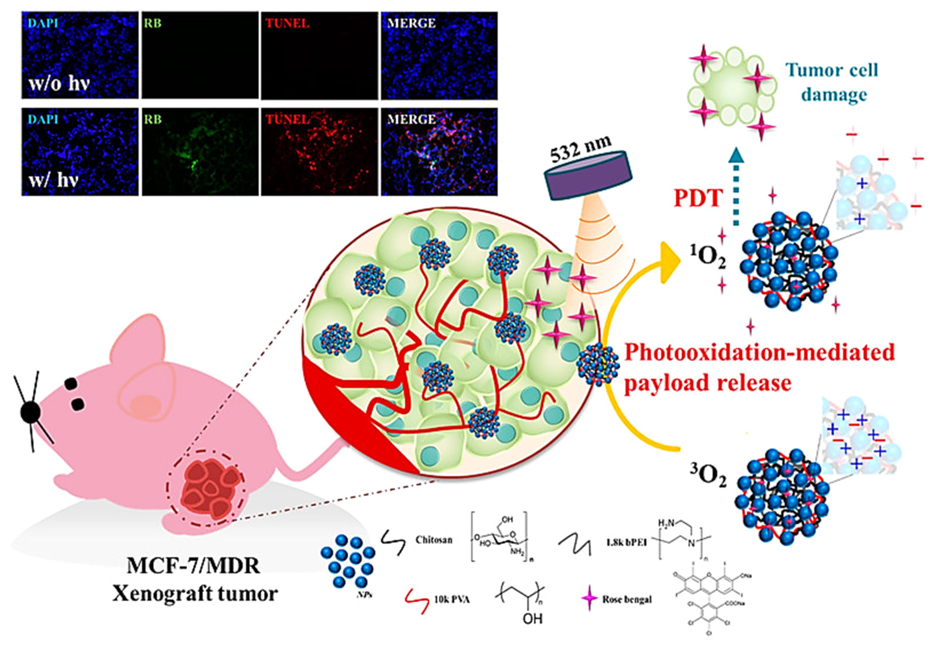 Ijms 22 06658 g004 550