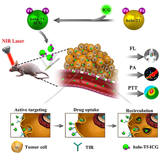 Ijms Free Full Text Photosensitizer Functionalized Nanocomposites For Light Activated Cancer Theranostics Html