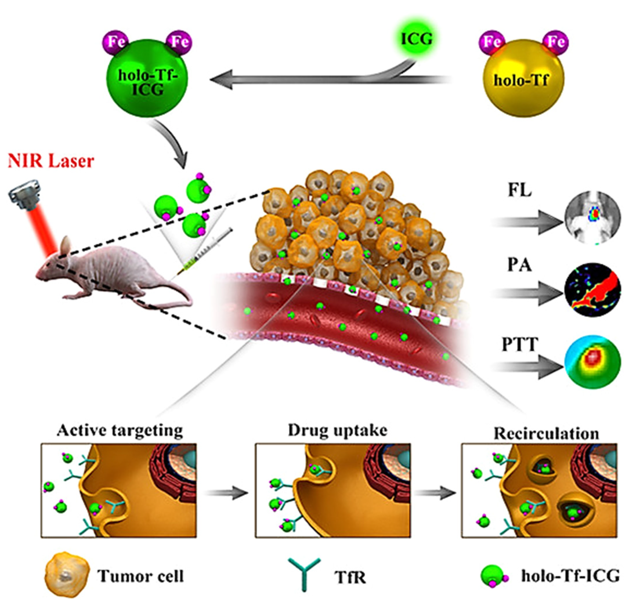 Ijms 22 06658 g005 550