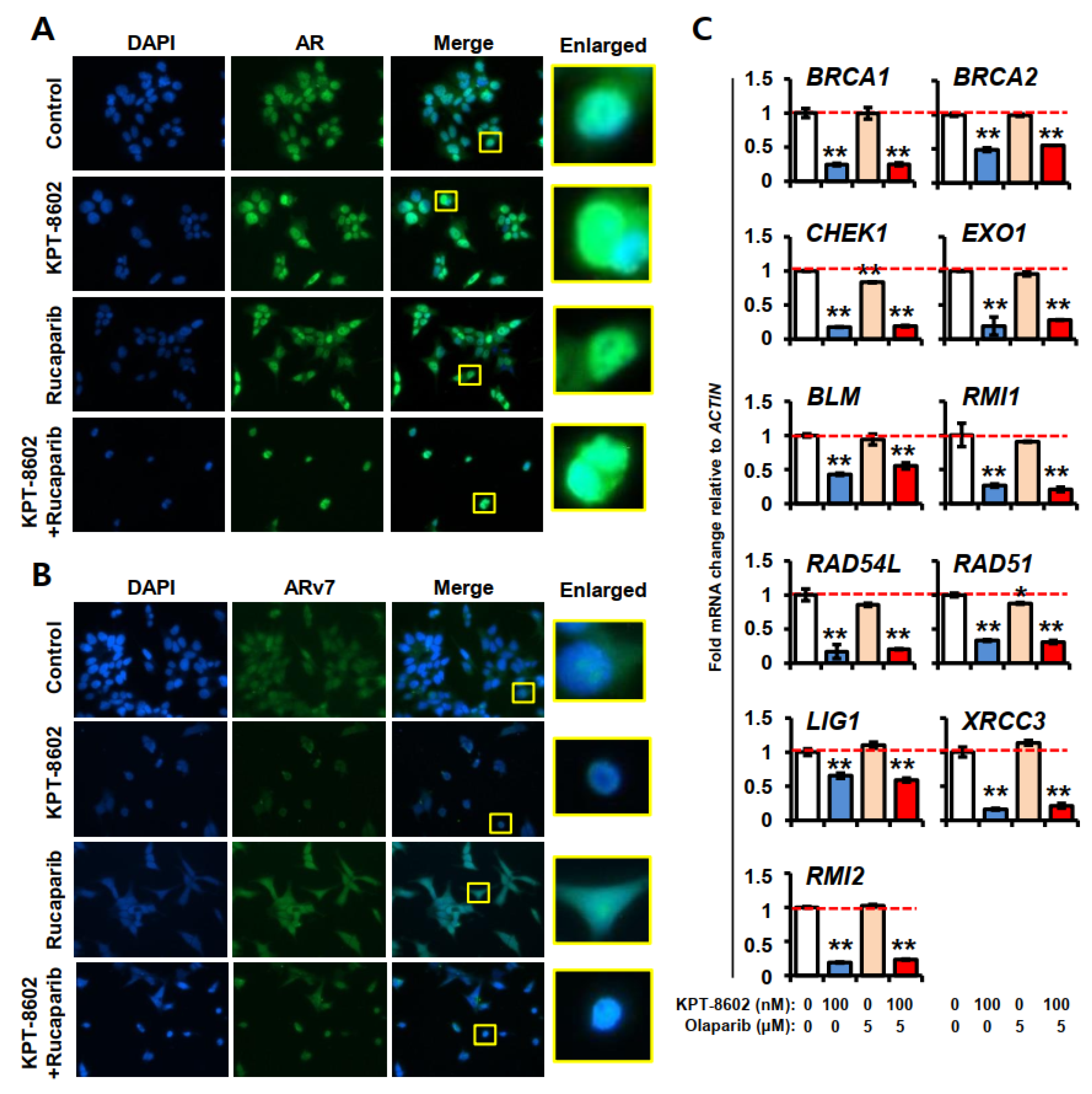 Ijms 22 06676 g005 Ijms 22 06676 g005