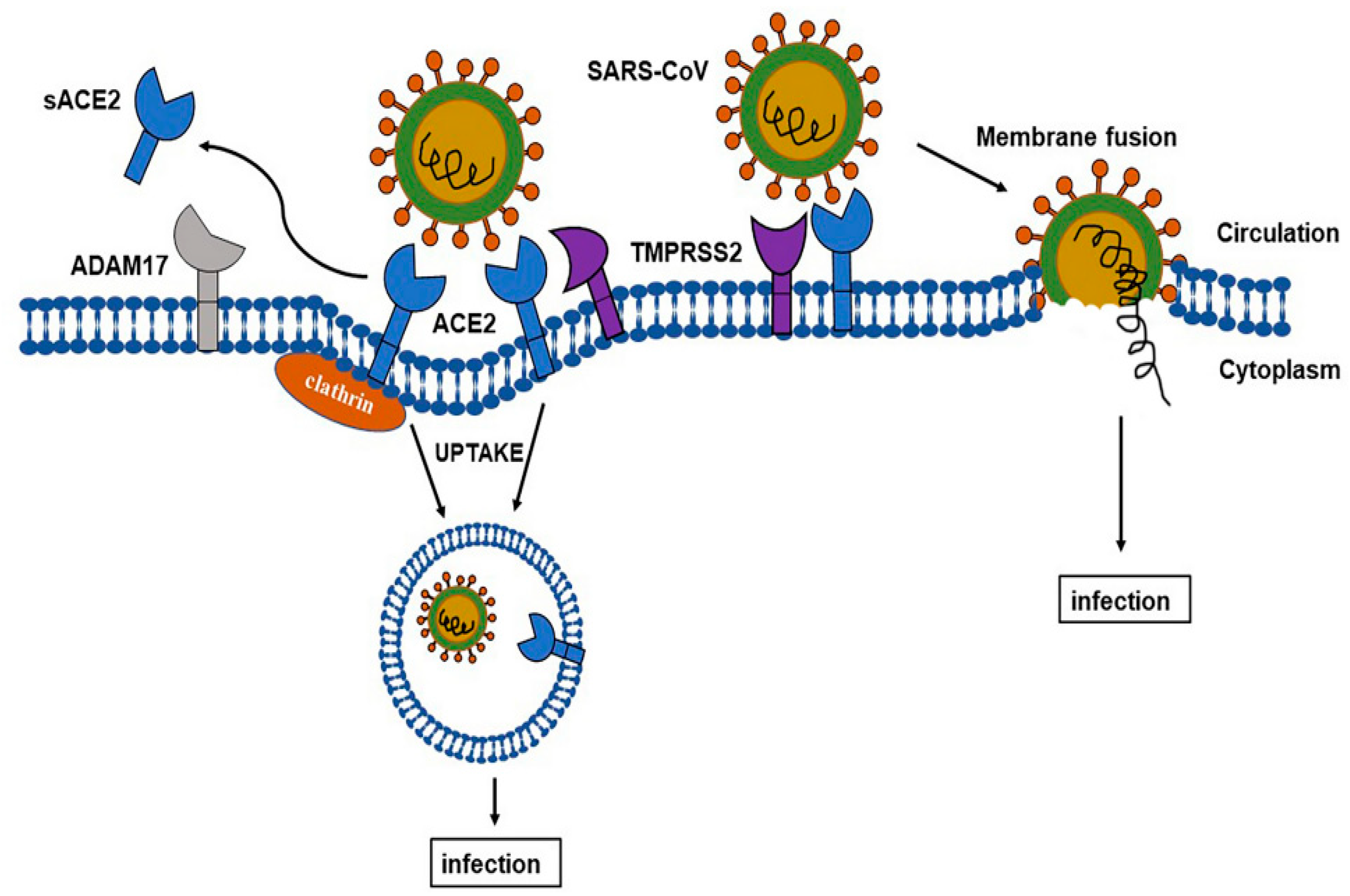 IJMS | Free Full-Text | Do Changes in ACE-2 Expression Affect SARS-CoV-2  Virulence and Related Complications: A Closer Look into Membrane-Bound and  Soluble Forms