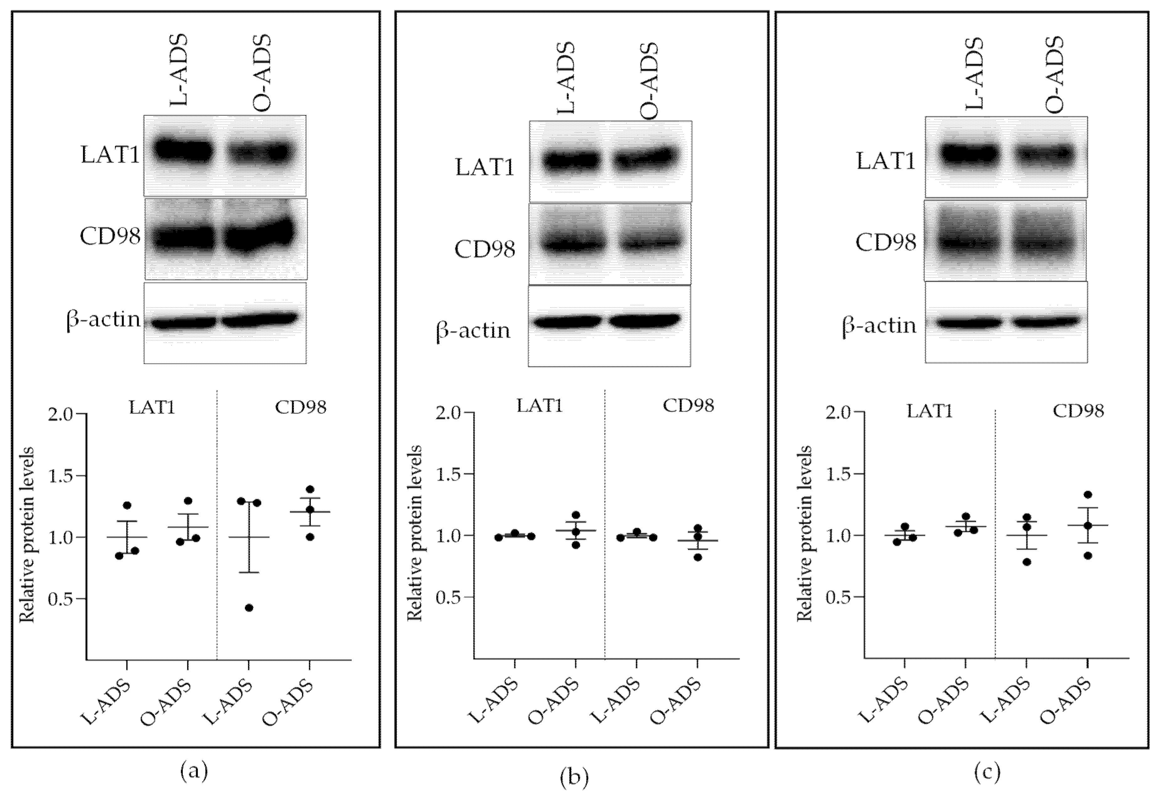 Ijms 22 06706 g004 550