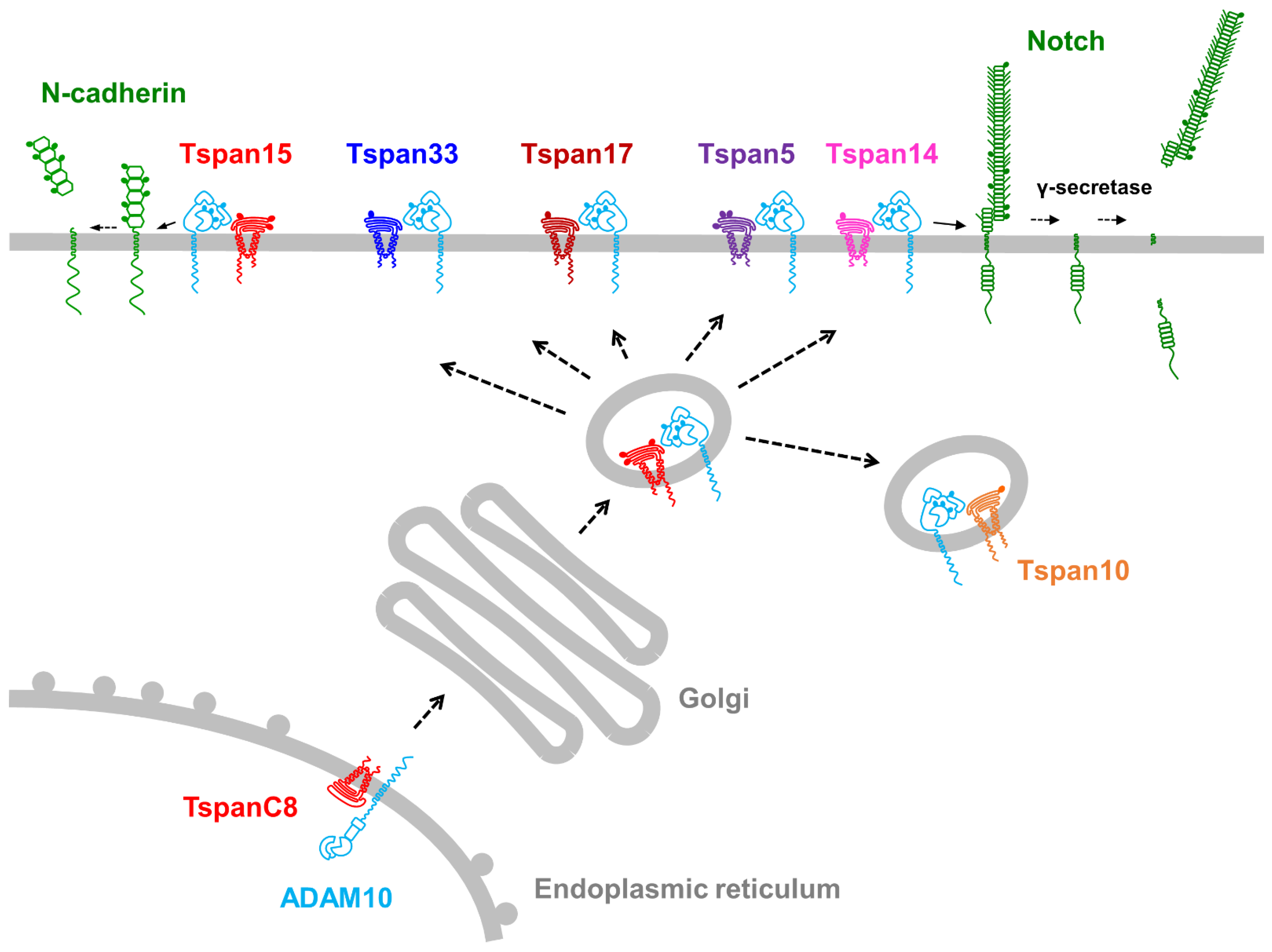 Regulation of ADAM10 by the TspanC8 Family of Tetraspanins
