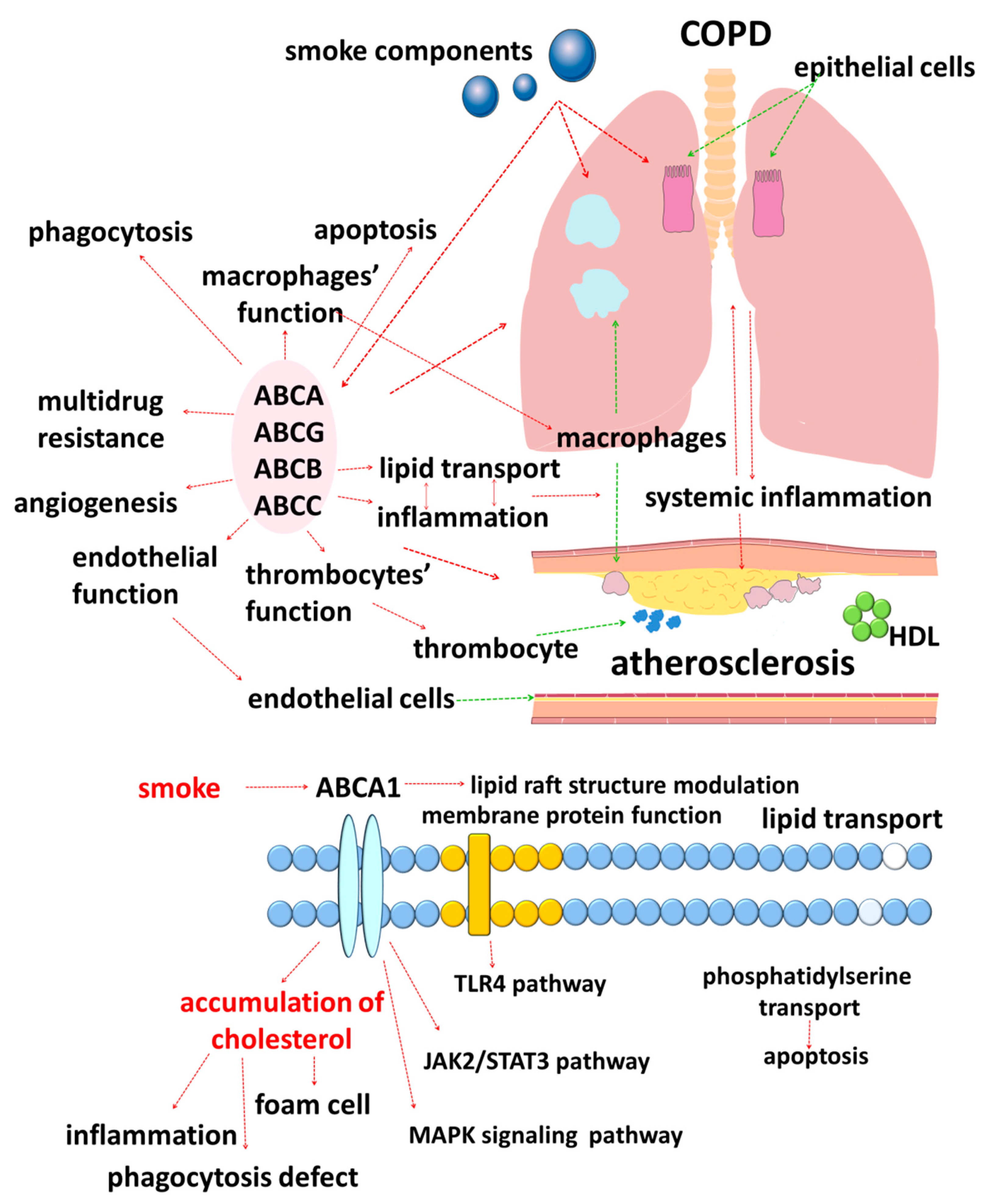 Ijms 22 06711 g001 Ijms 22 06711 g001