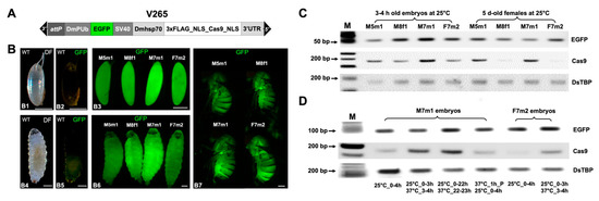 IJMS | Free Full-Text | Highly Efficient Temperature Inducible 