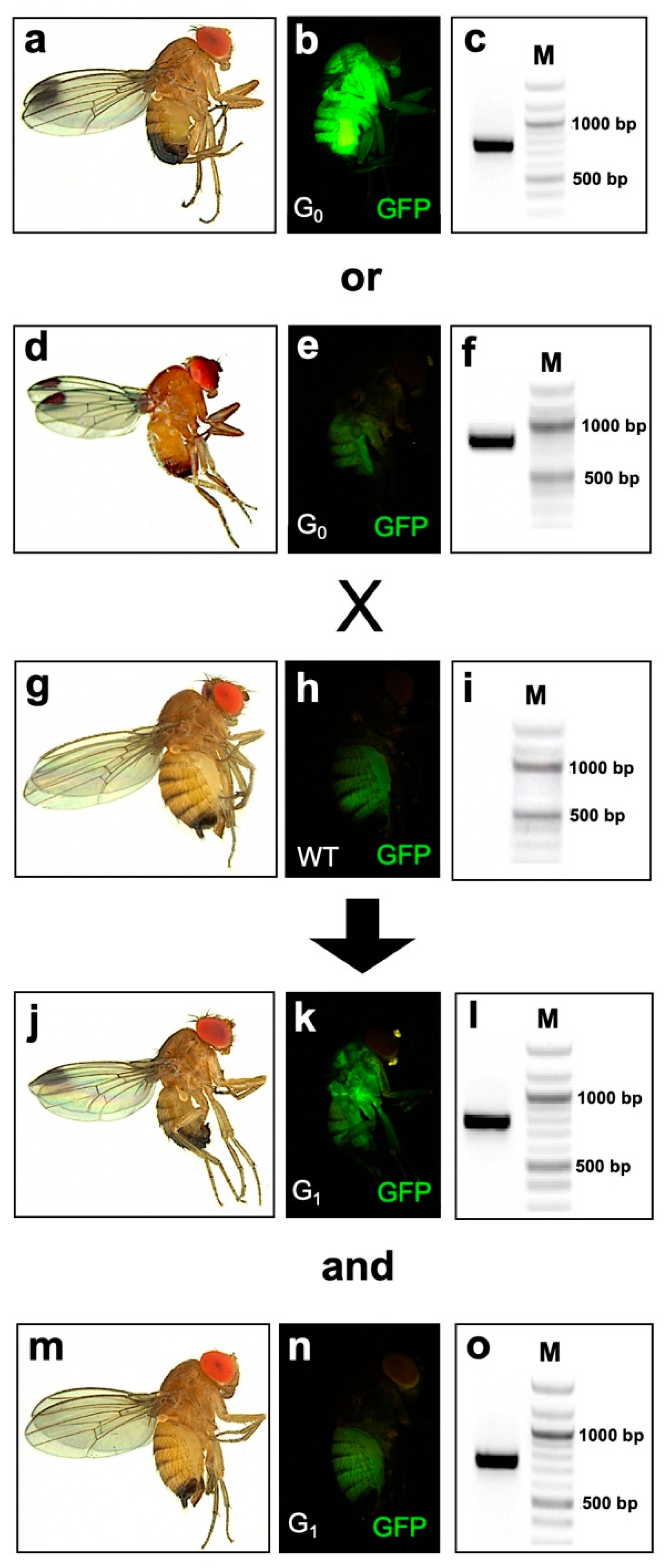 Highly Efficient Temperature Inducible CRISPR-Cas9 Gene