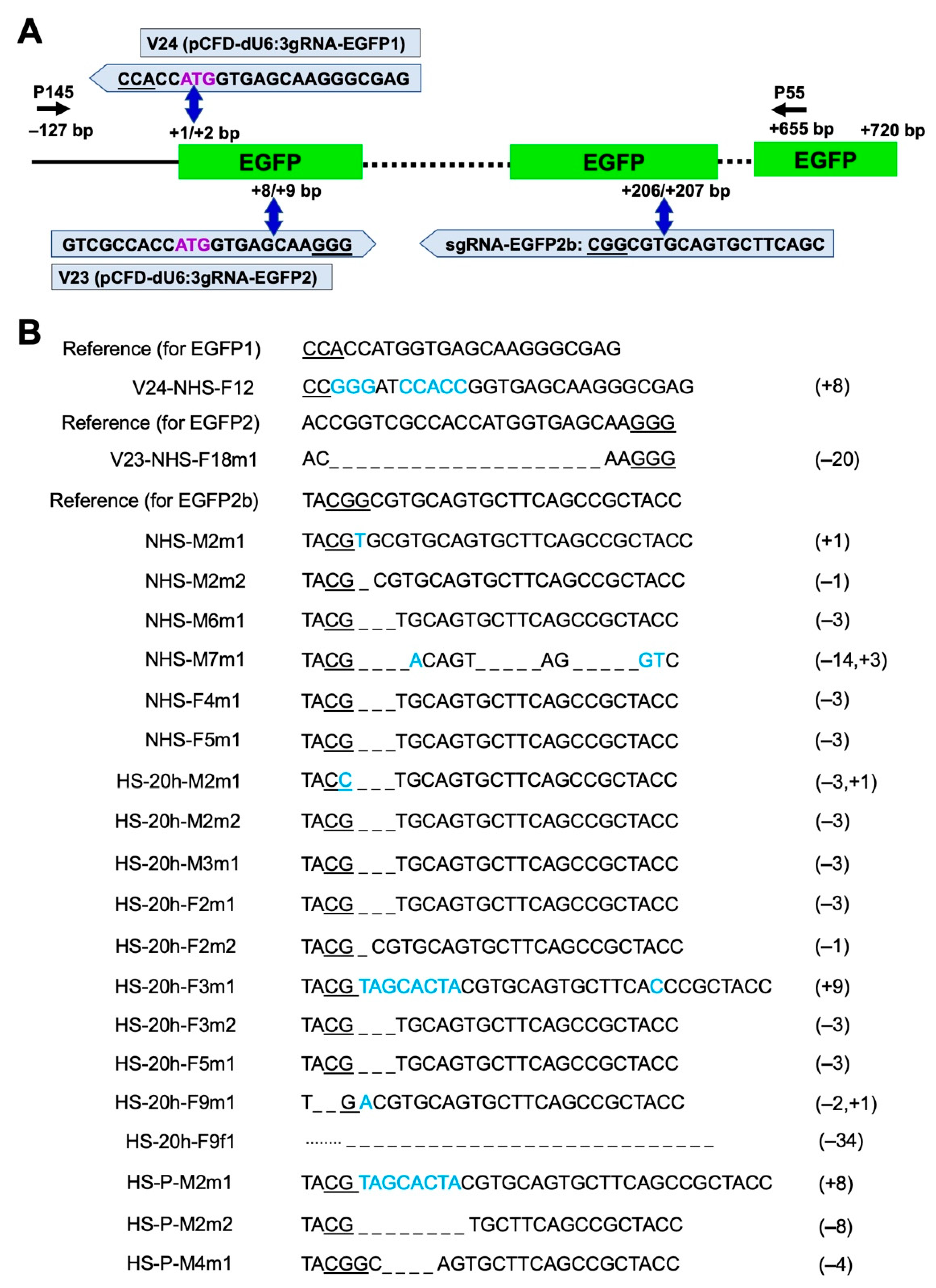 Highly Efficient Temperature Inducible CRISPR-Cas9 Gene