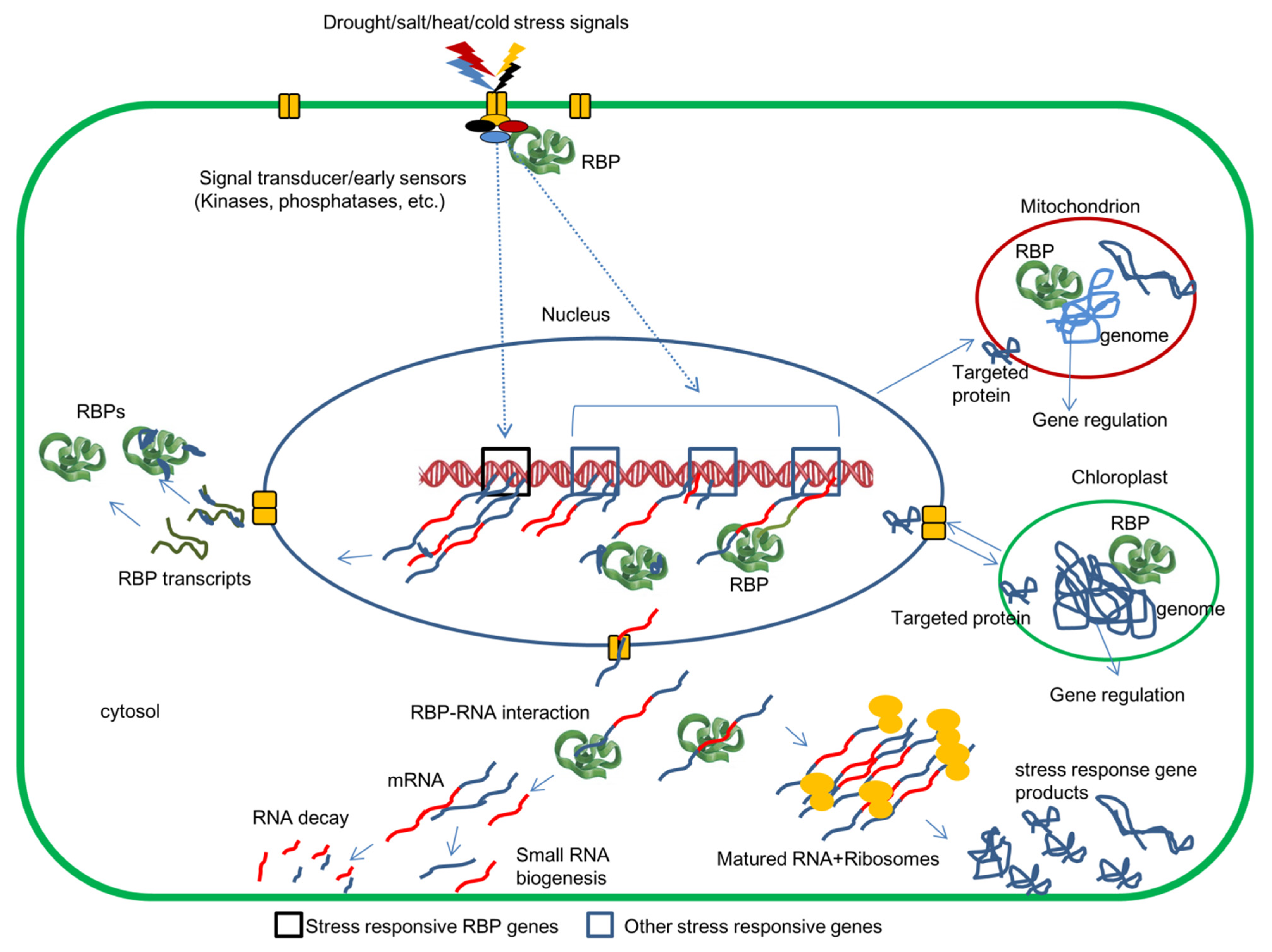 Ijms 22 06731 g001 550