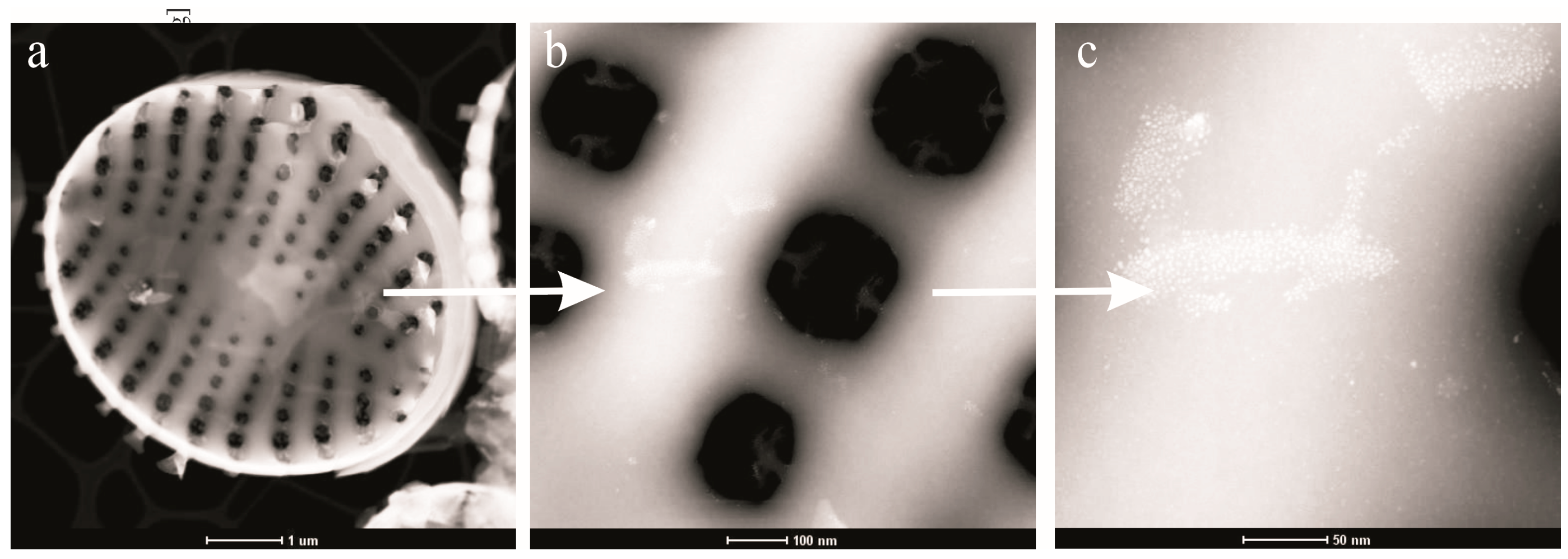 Ijms 22 06734 g003 Ijms 22 06734 g003