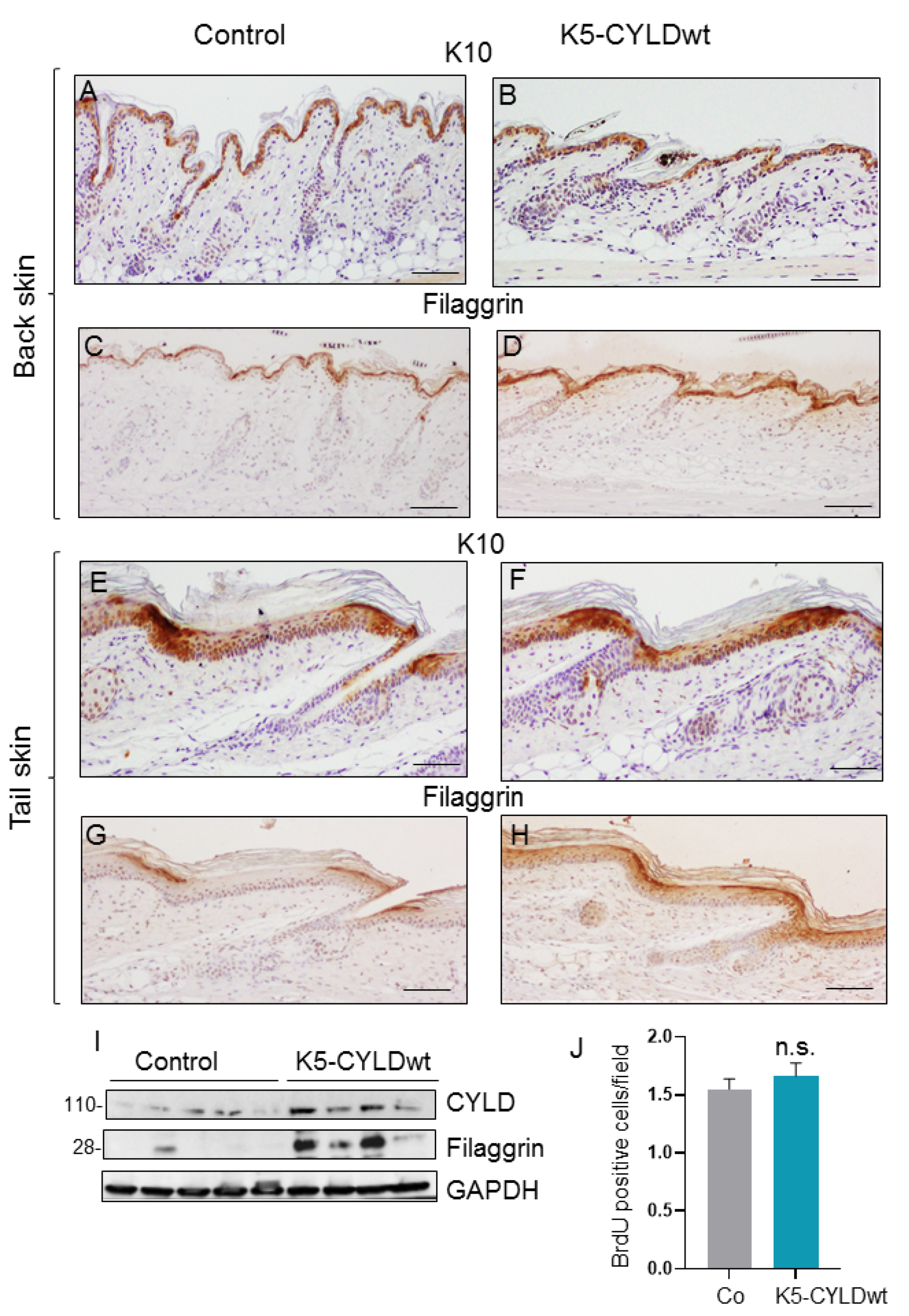 Ijms 22 06736 g002 550