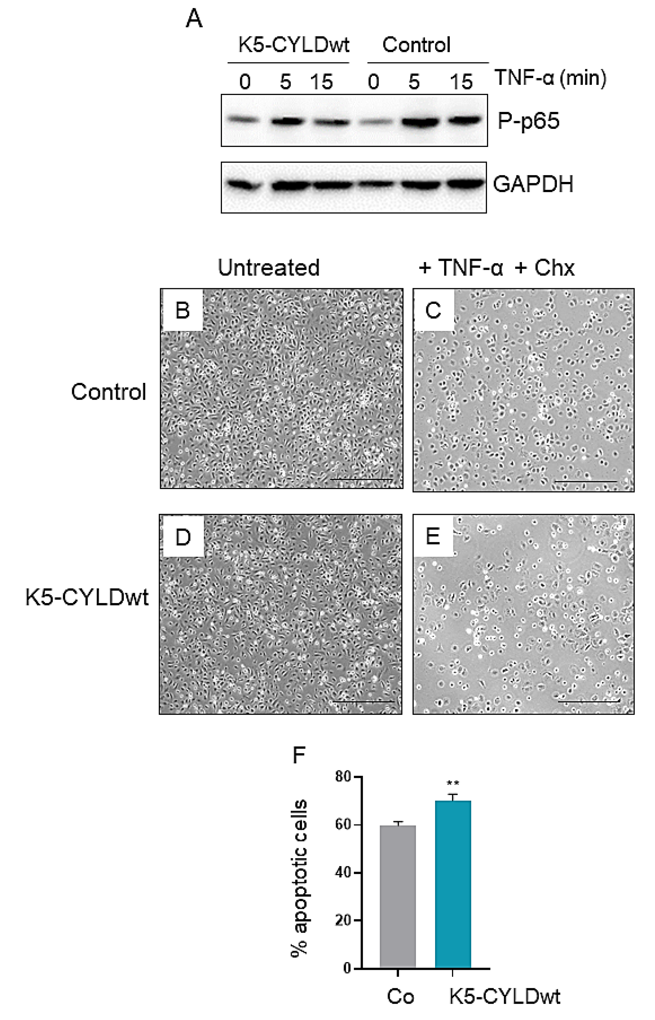 Ijms 22 06736 g003 550