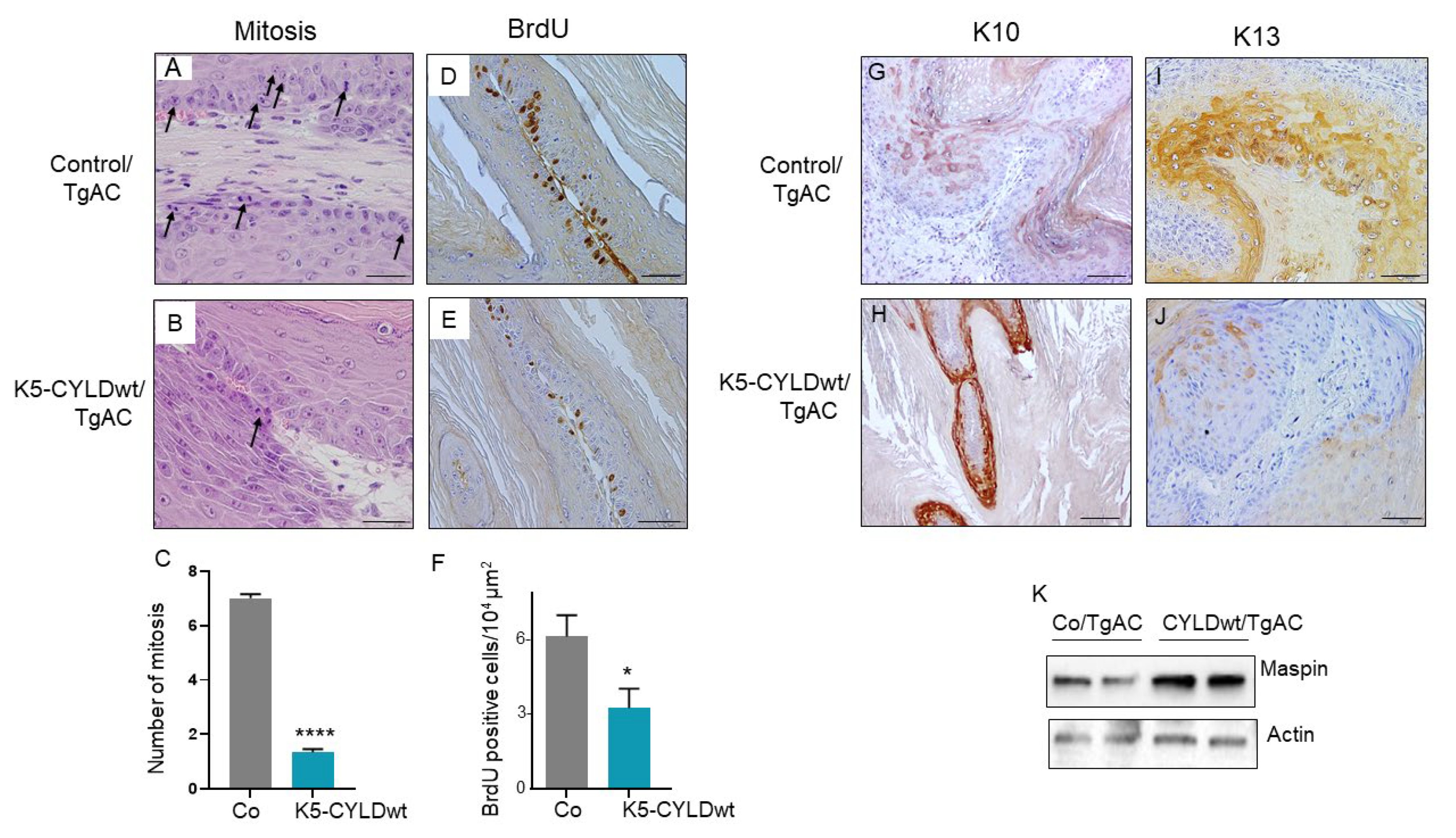 Ijms 22 06736 g007 550