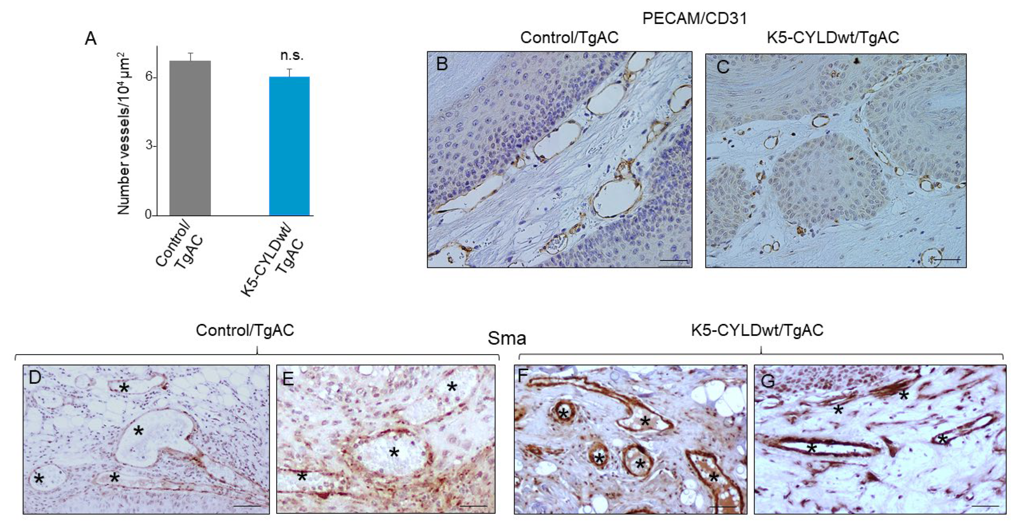 Ijms 22 06736 g008 550