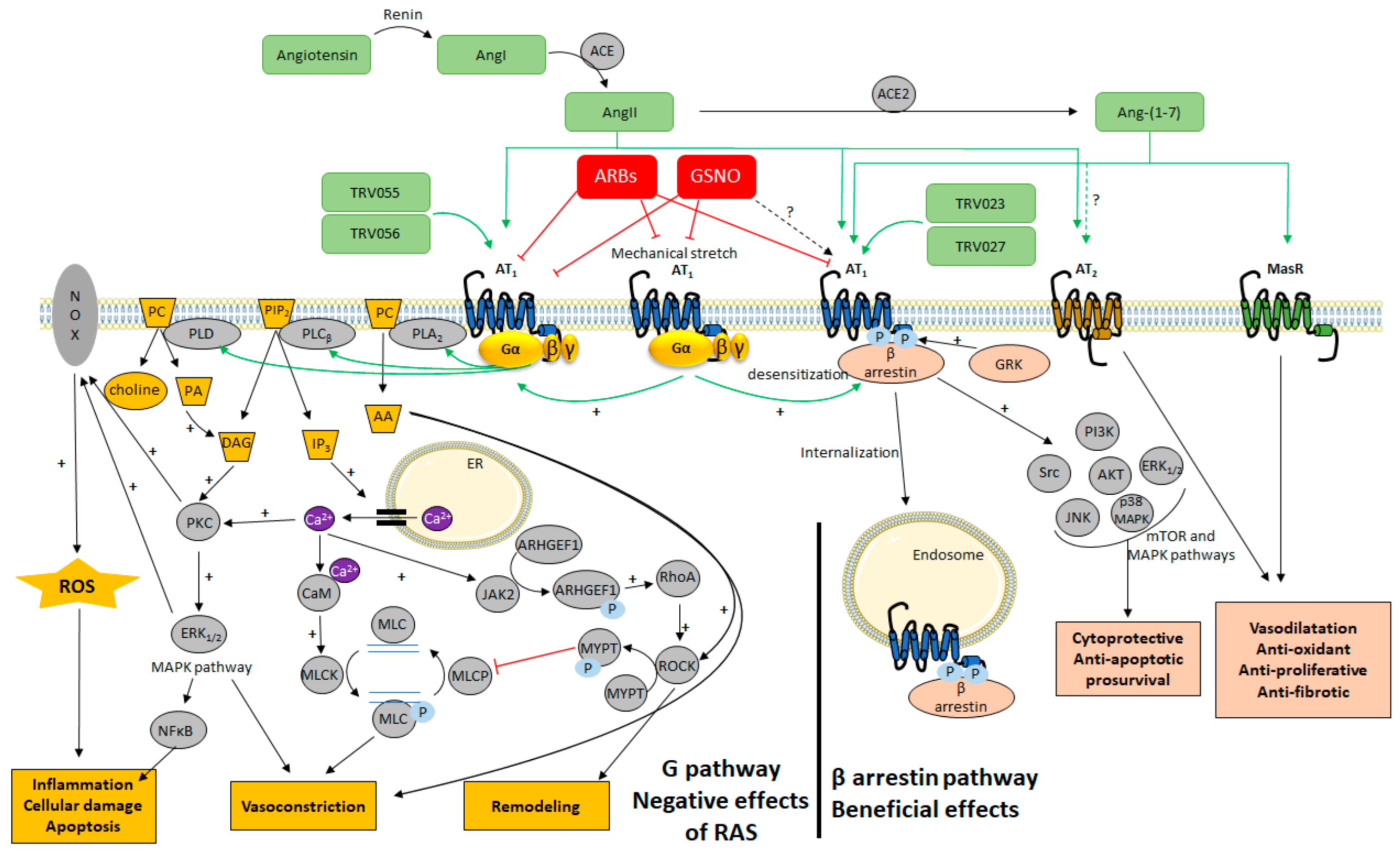 Ijms 22 06738 g003 Ijms 22 06738 g003