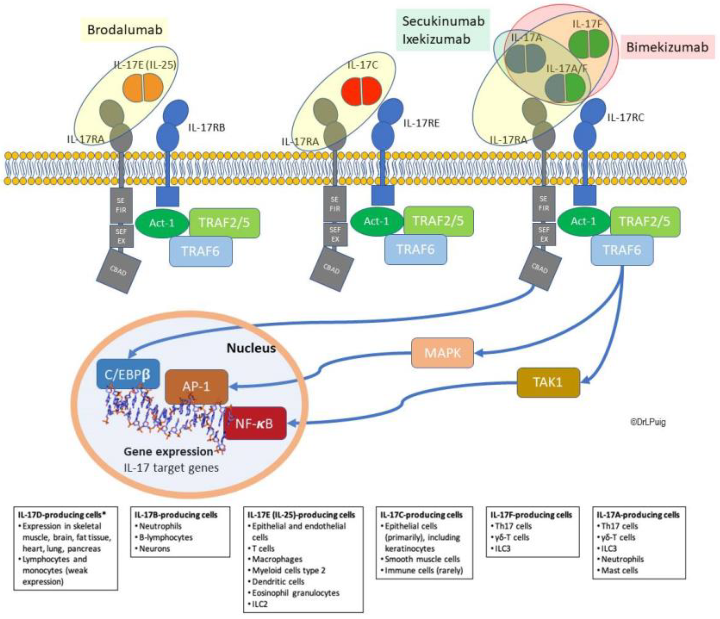 Ijms Free Full Text From Messengers To Receptors In Psoriasis The Role Of Il 17ra In Disease And Treatment Html Ijms Free Full Text From Messengers To Receptors In Psoriasis The Role Of Il 17ra In Disease And Treatment Html