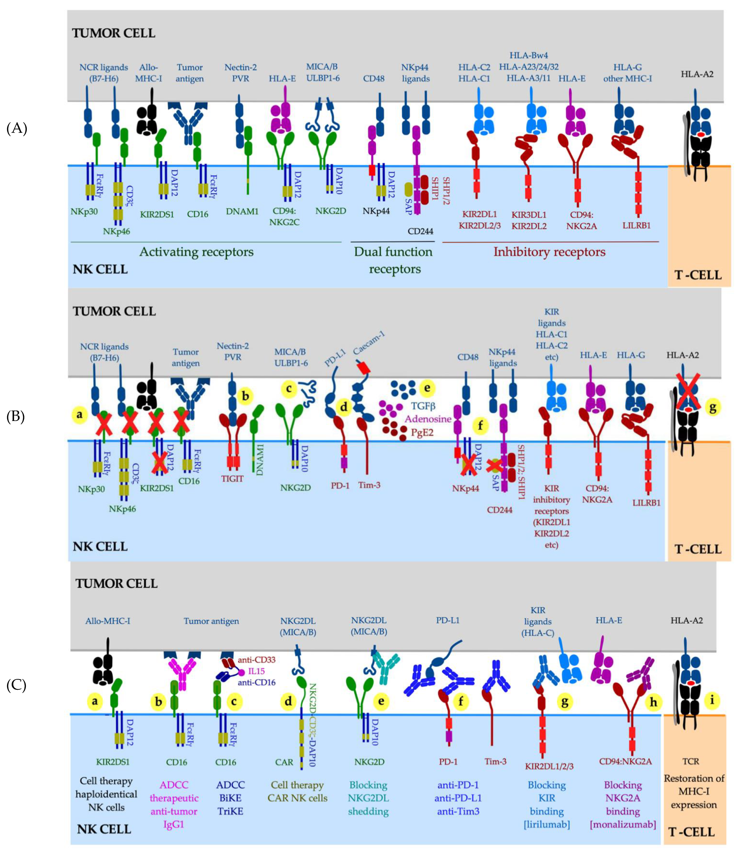 Ijms 22 06741 g002 550