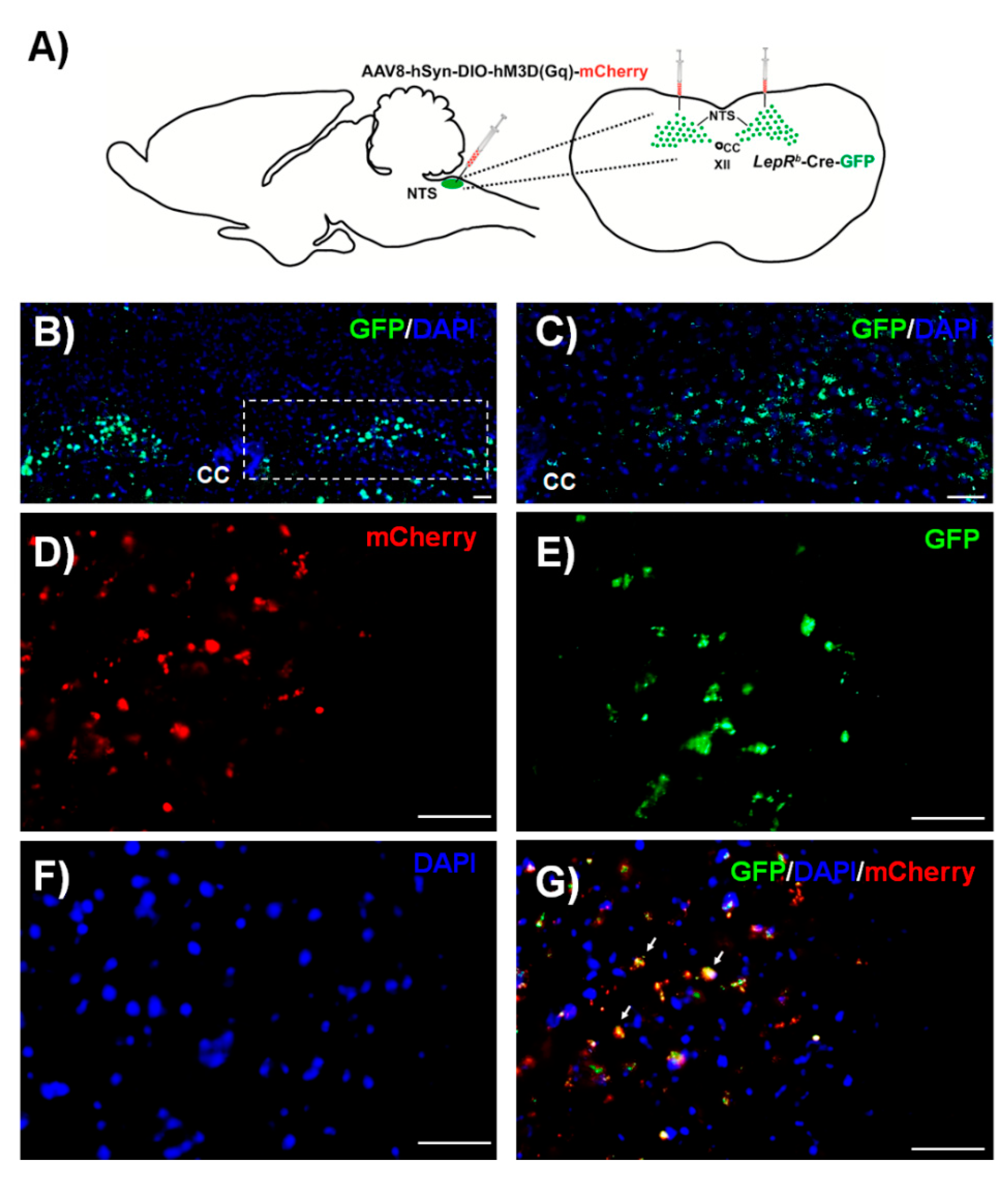 Ijms 22 06742 g001 550
