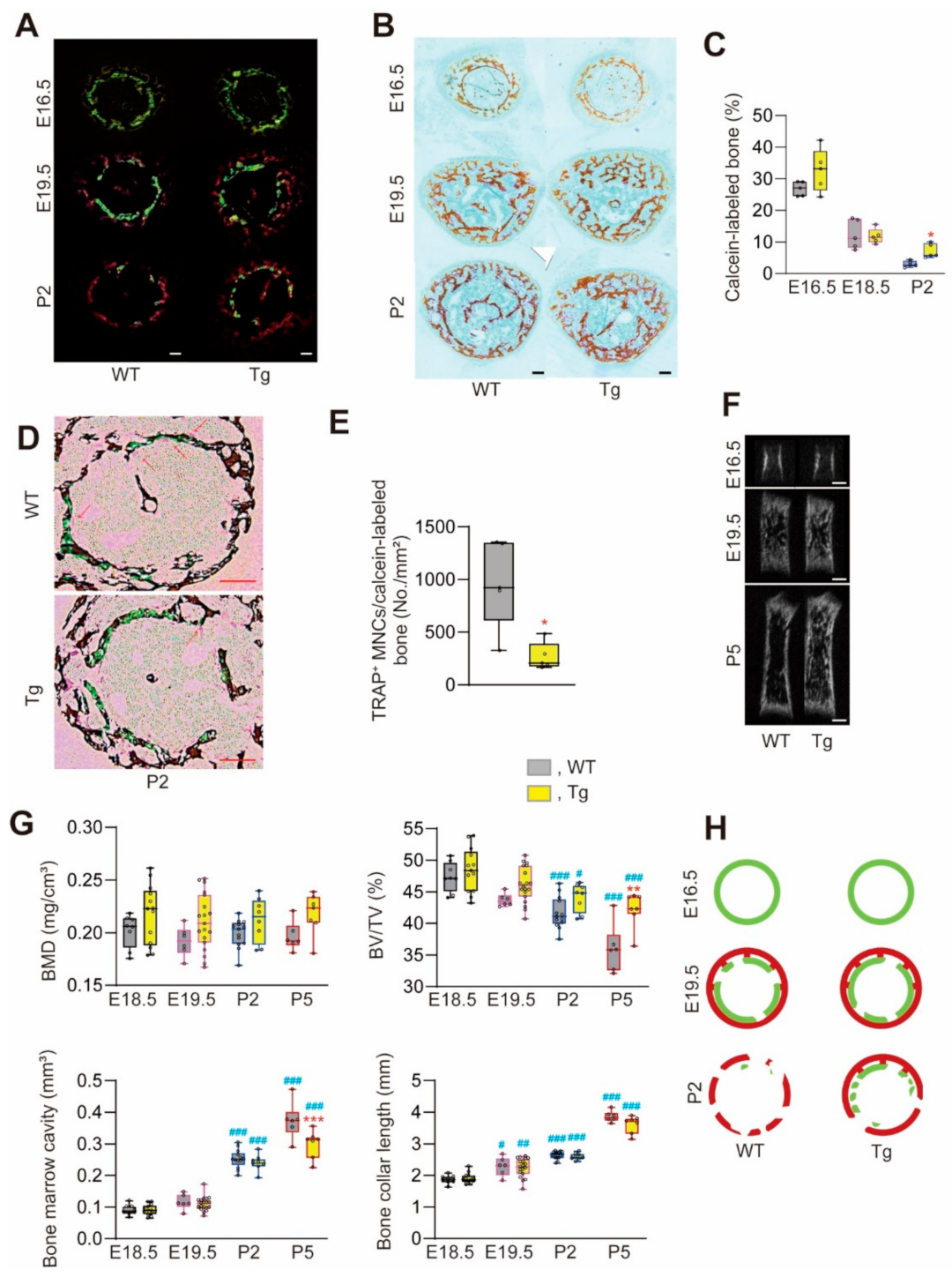 Ijms 22 06745 g002 550