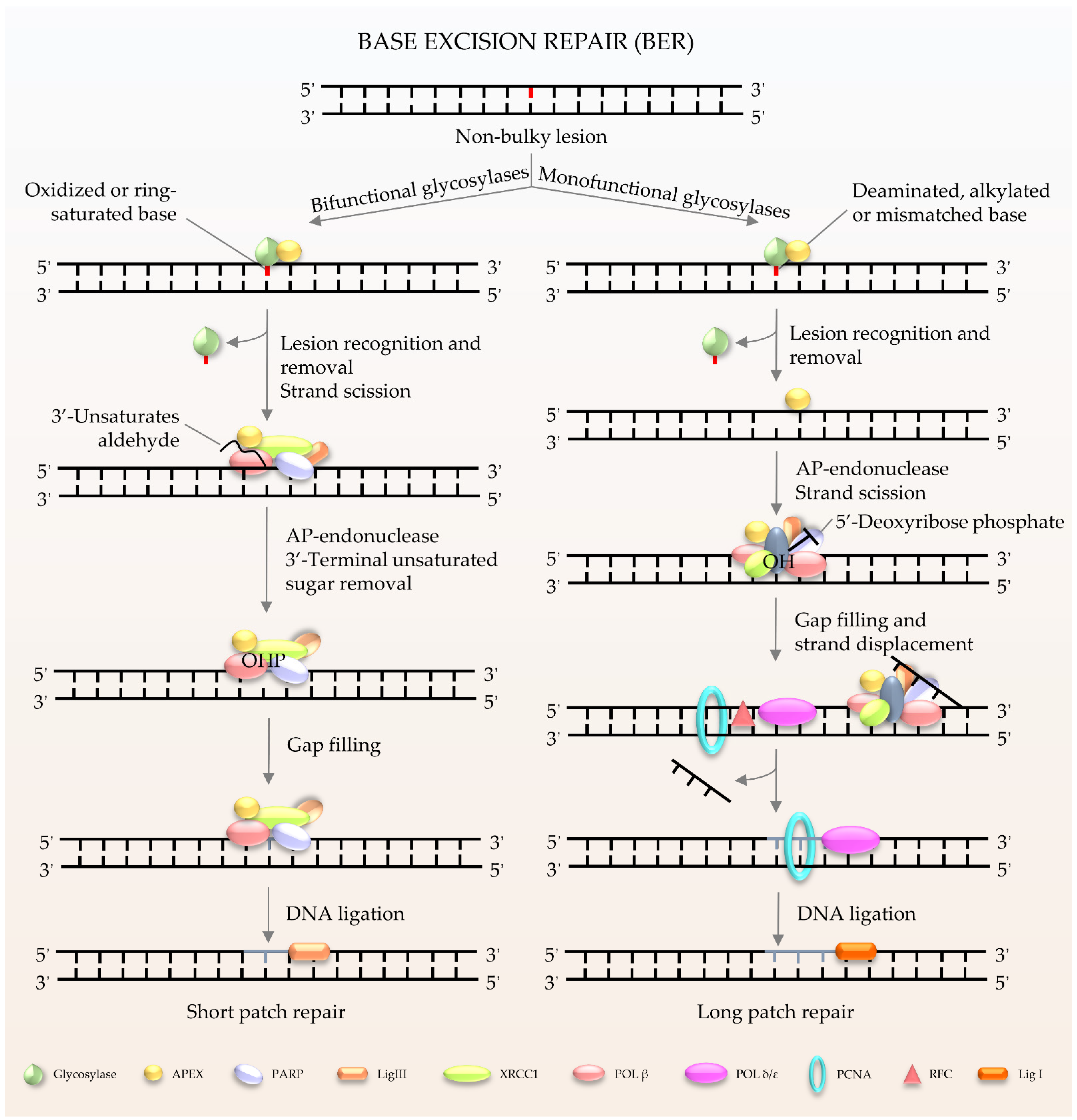 Ijms 22 06748 g001 550