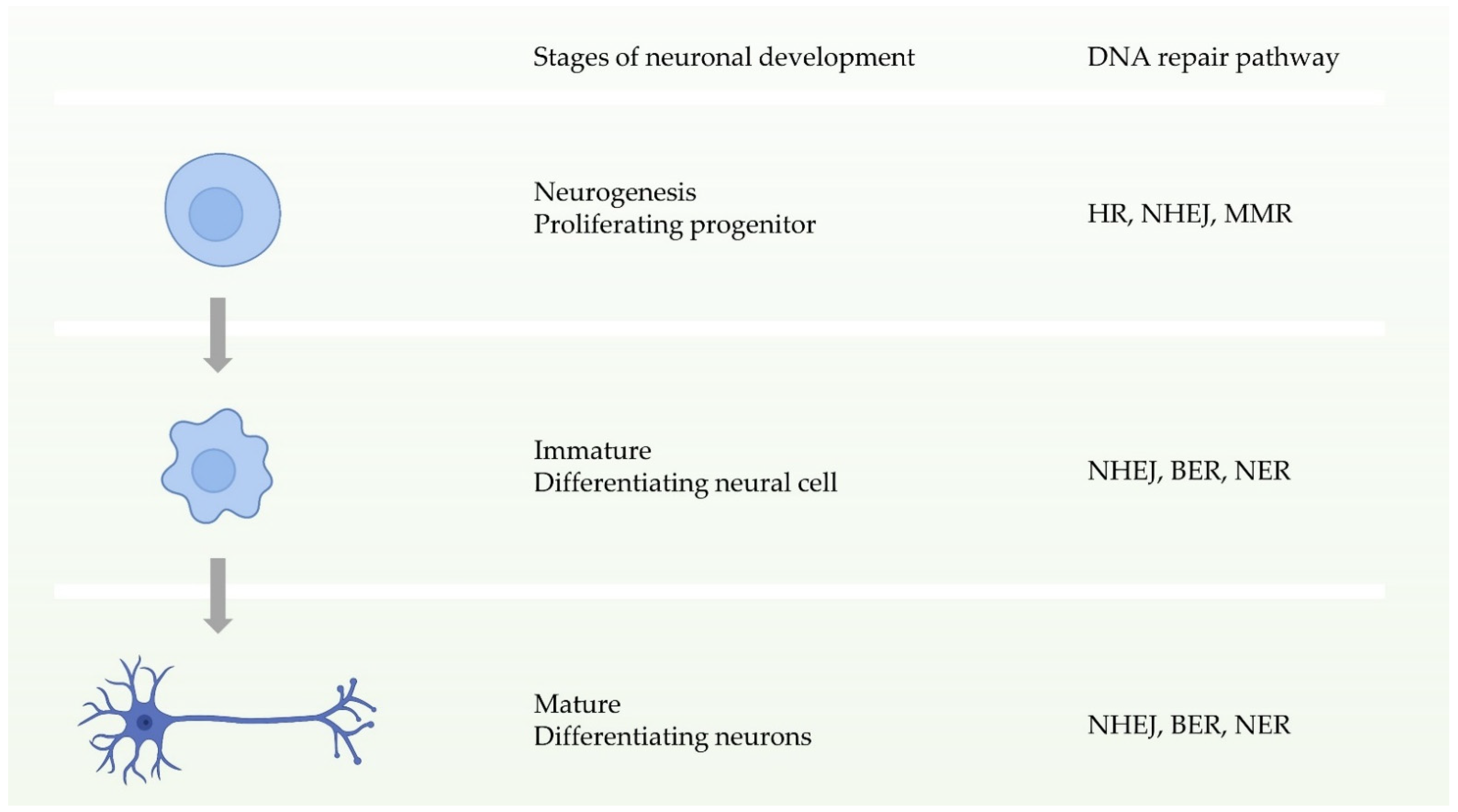 Ijms 22 06748 g003 550