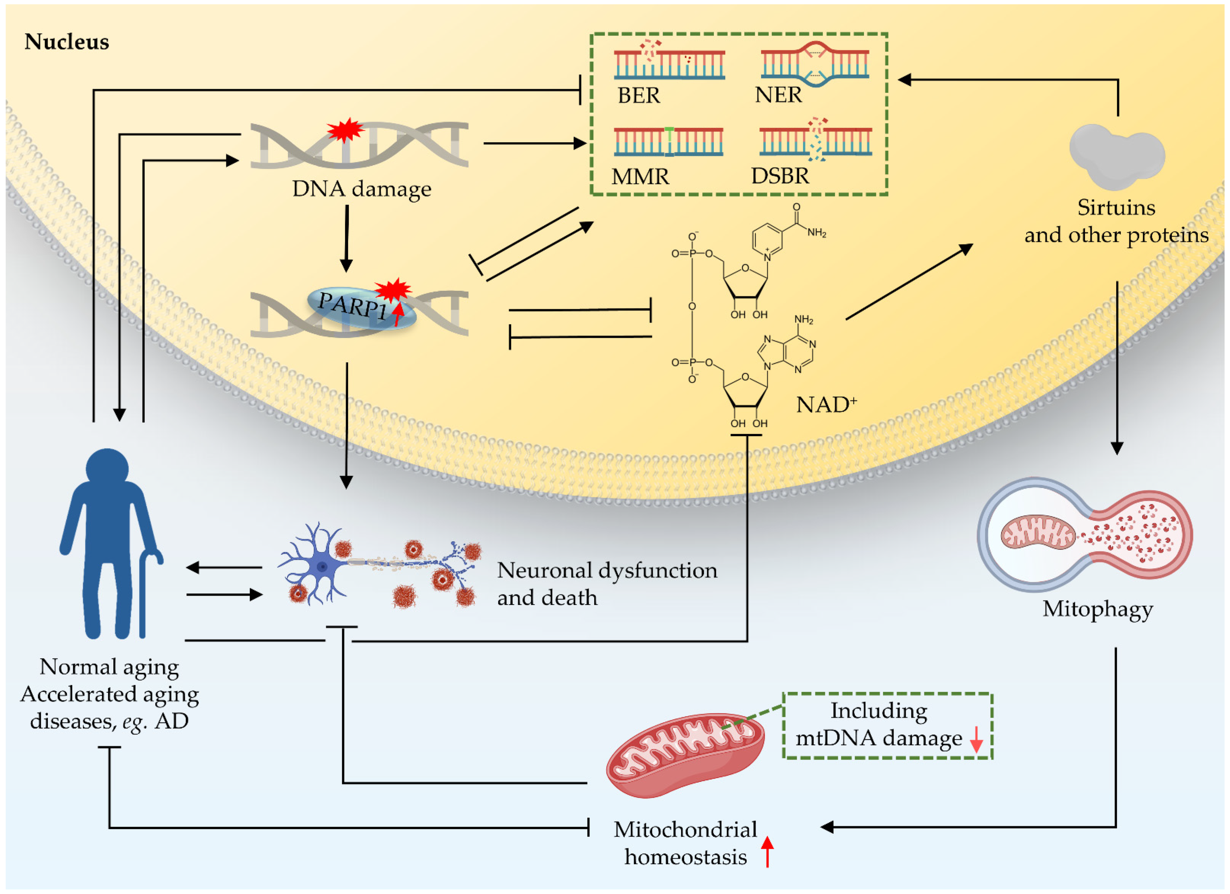 Ijms 22 06748 g004 550
