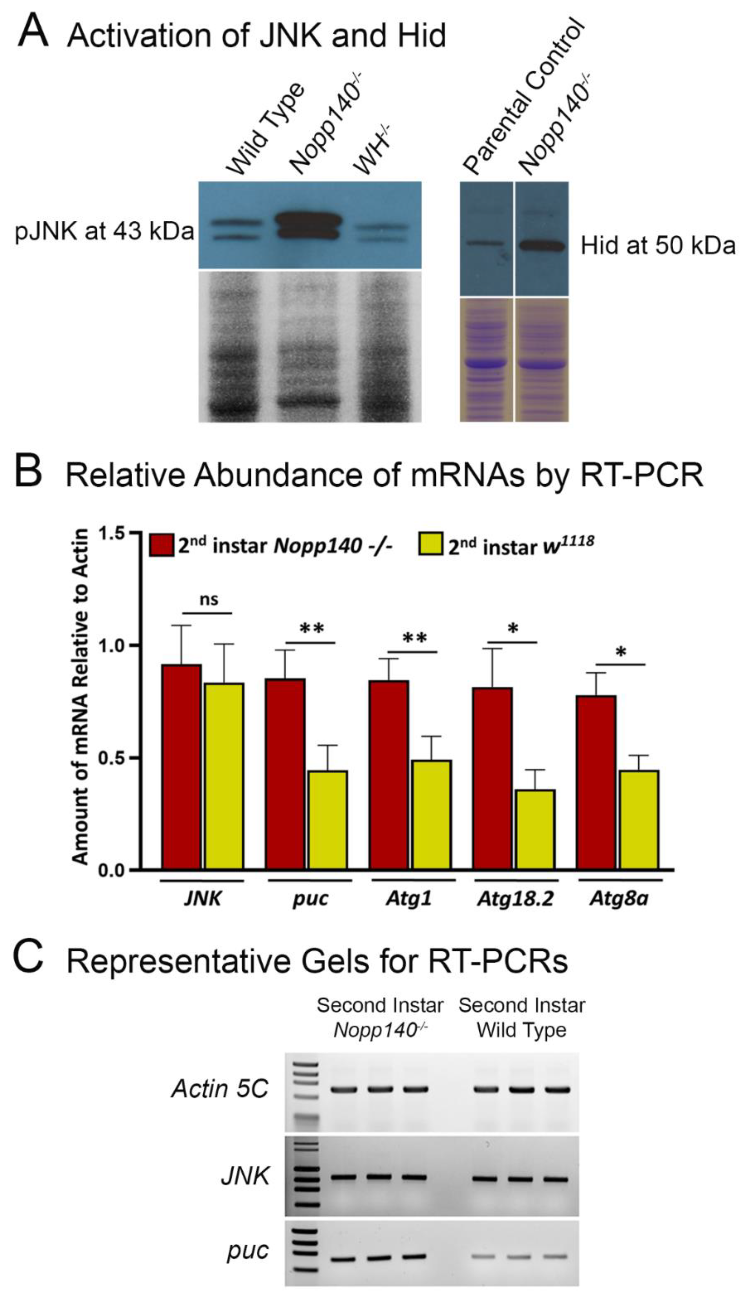 Ijms 22 06759 g003 550