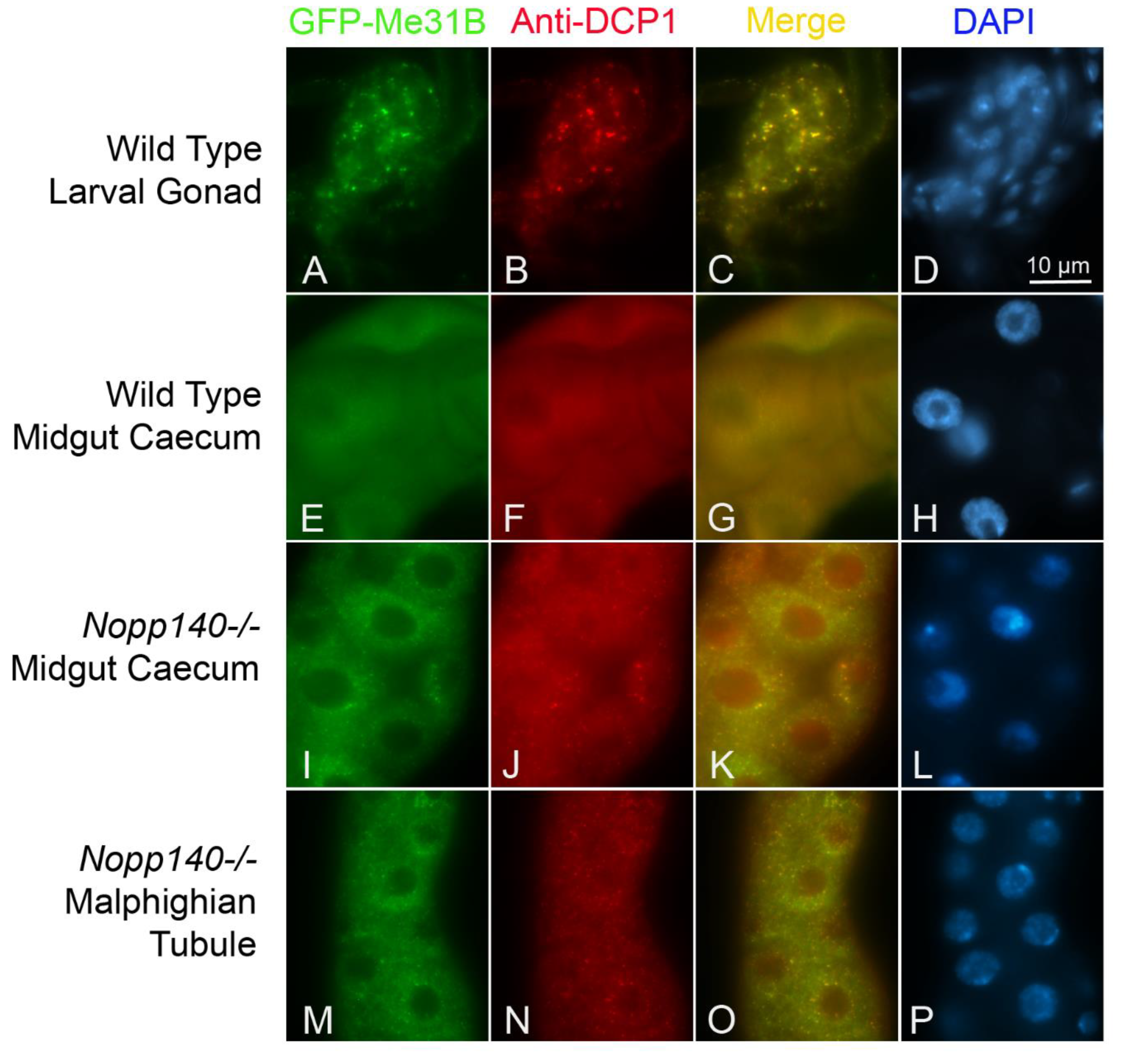Ijms 22 06759 g005 550
