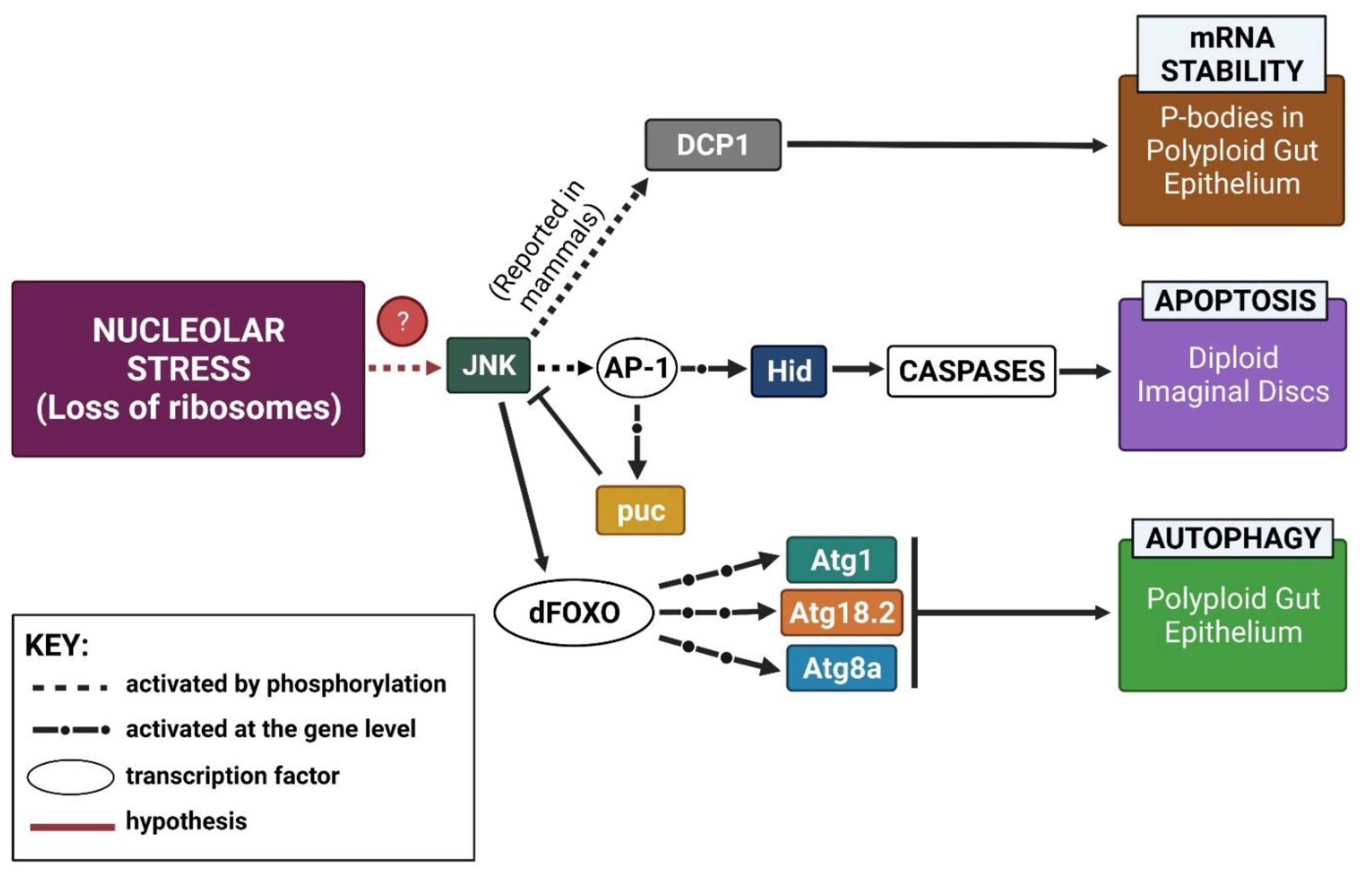 Ijms 22 06759 g007 550