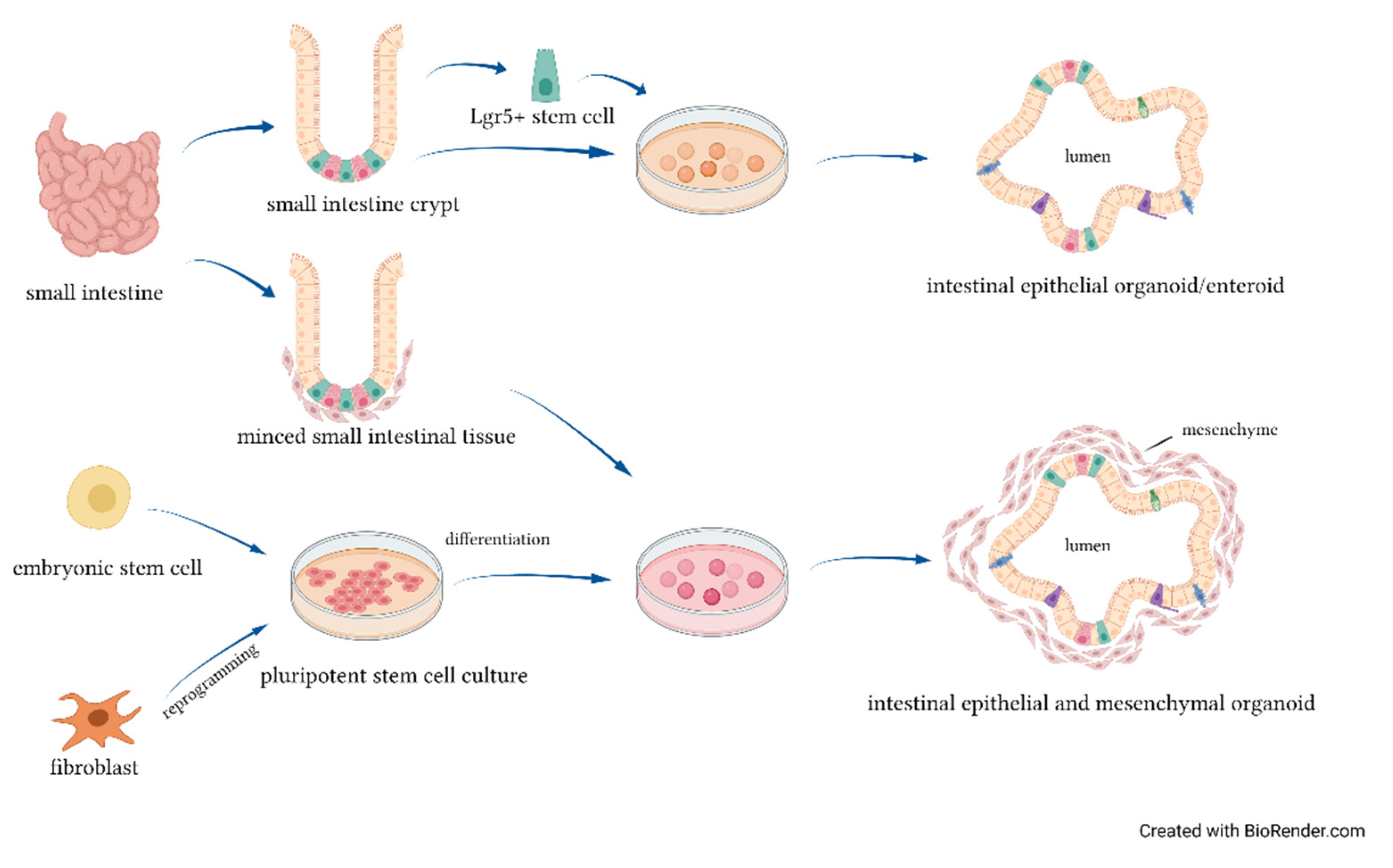 Necrotizing Enterocolitis: Overview on In Vitro Models Necrotizing Enterocolitis: Overview on In Vitro Models
