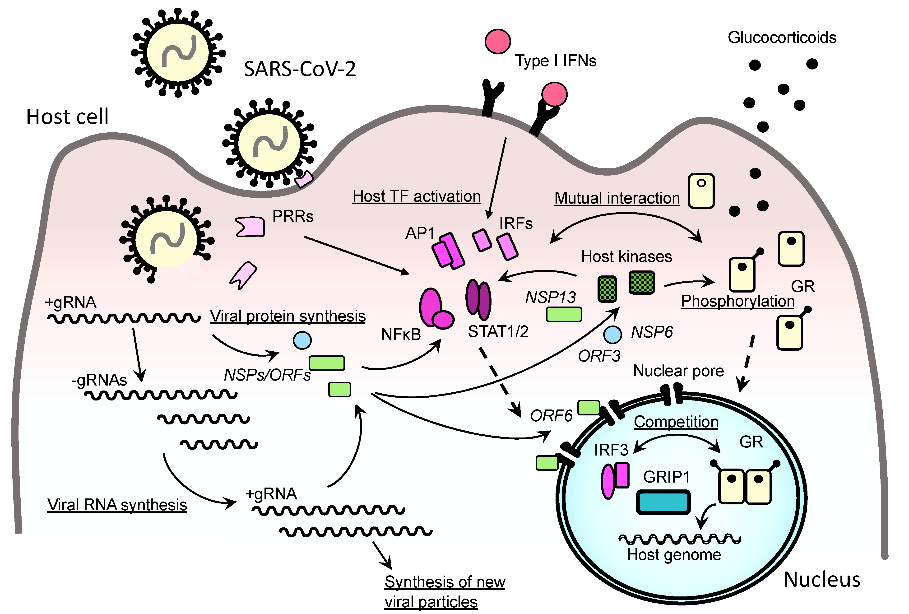 IJMS Free FullText Dexamethasone for Severe COVID19 How Does It