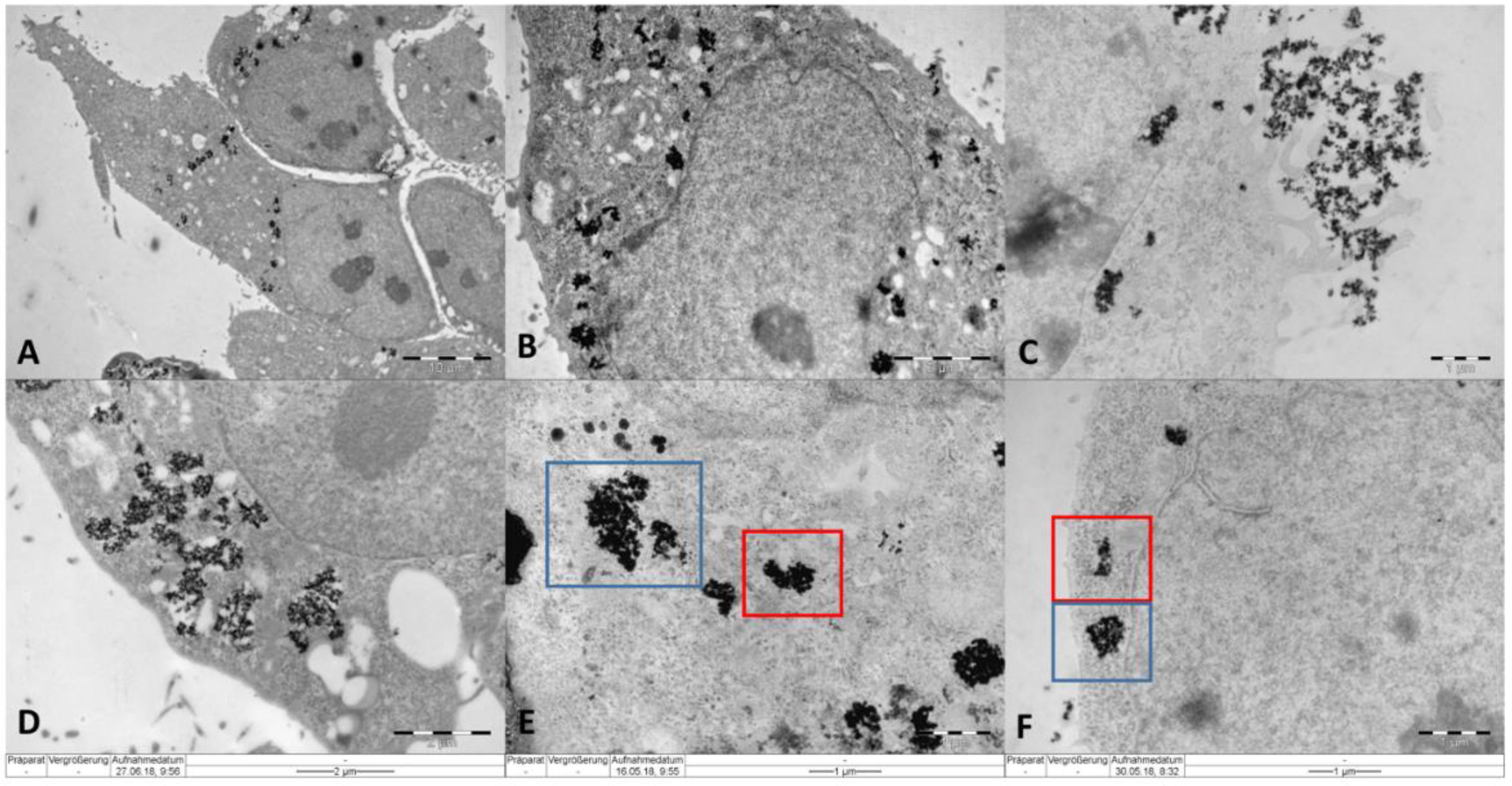 Ijms 22 06778 g003 550