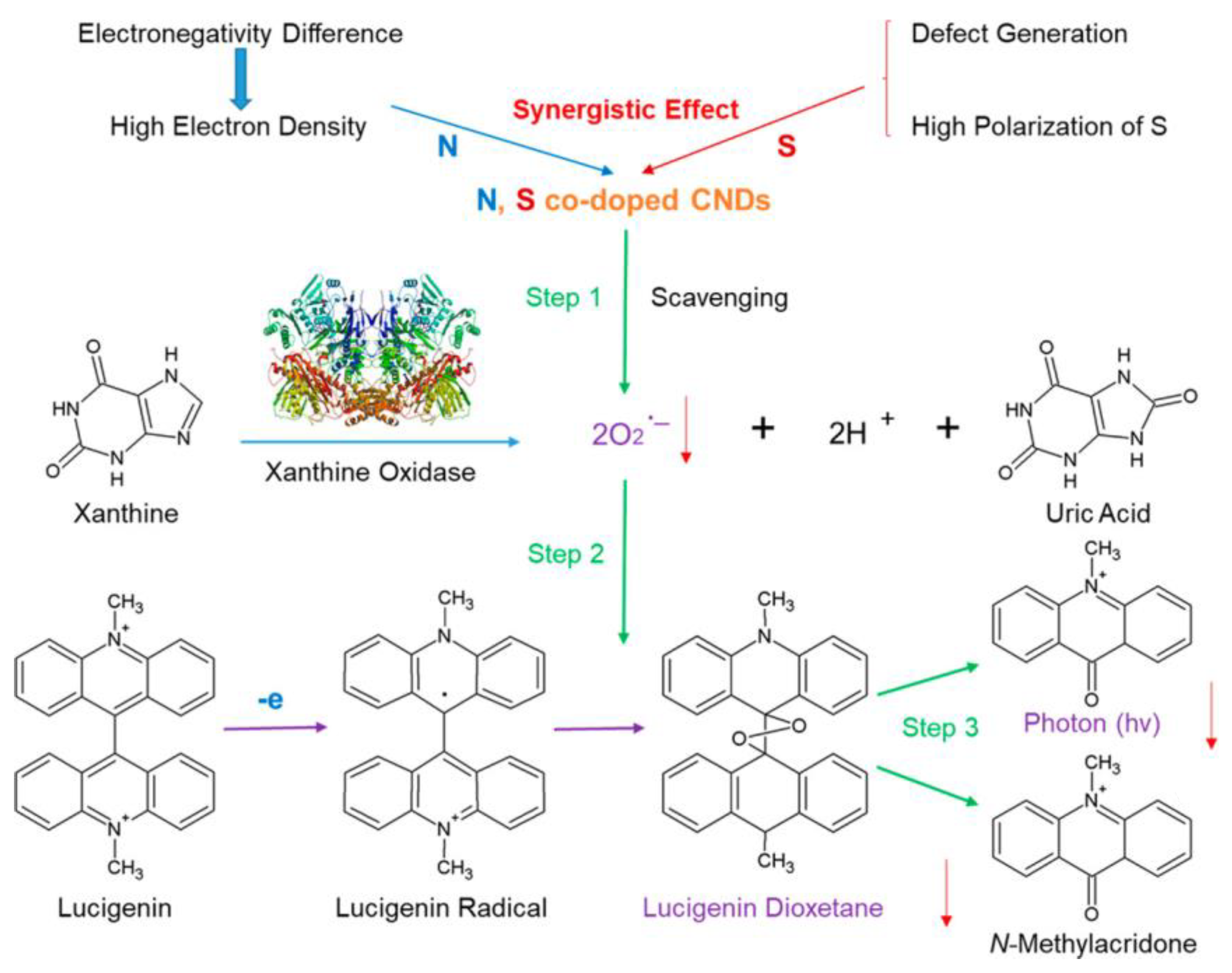 Ijms 22 06786 g005 550