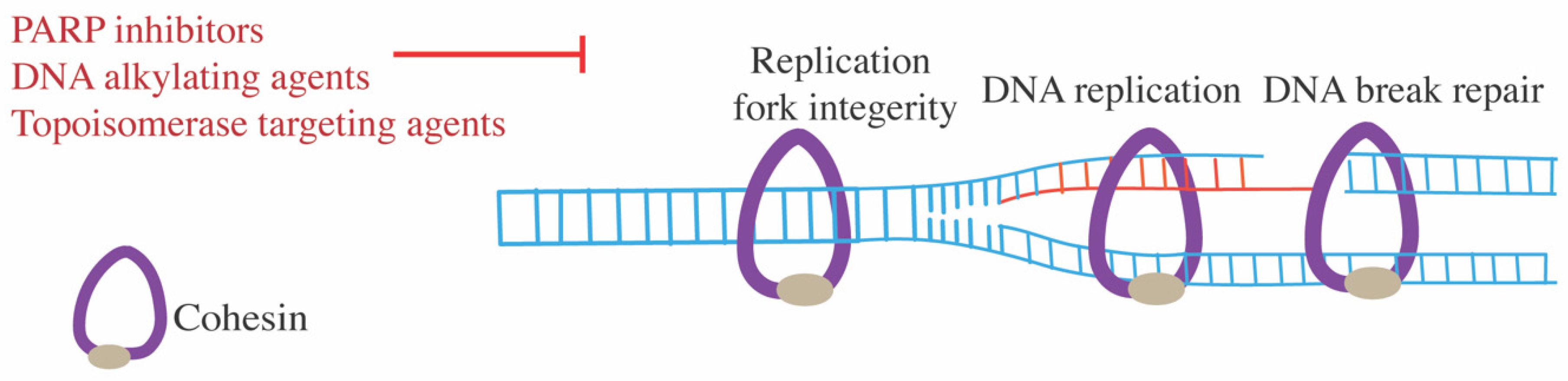 Ijms 22 06788 g003 Ijms 22 06788 g003