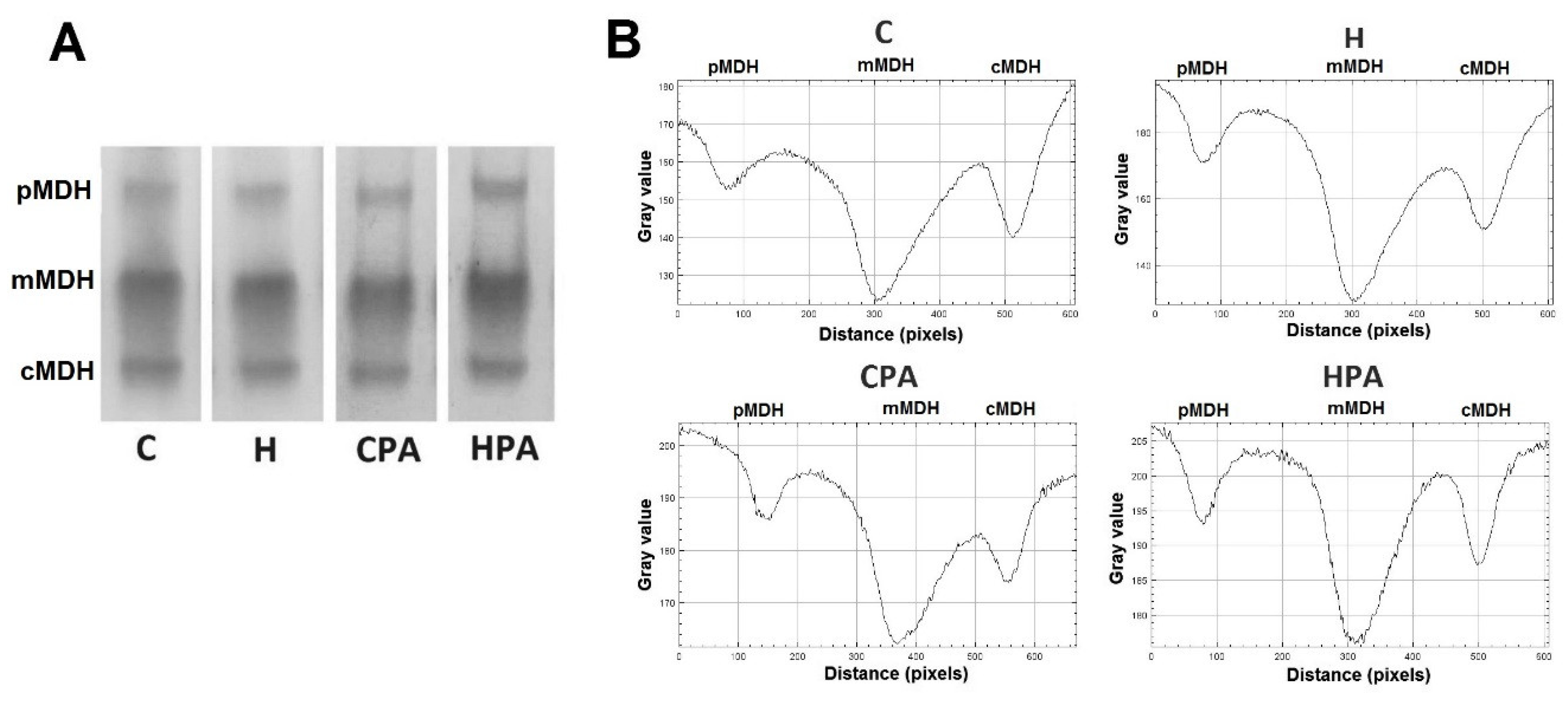 Ijms 22 06792 g005 Ijms 22 06792 g005