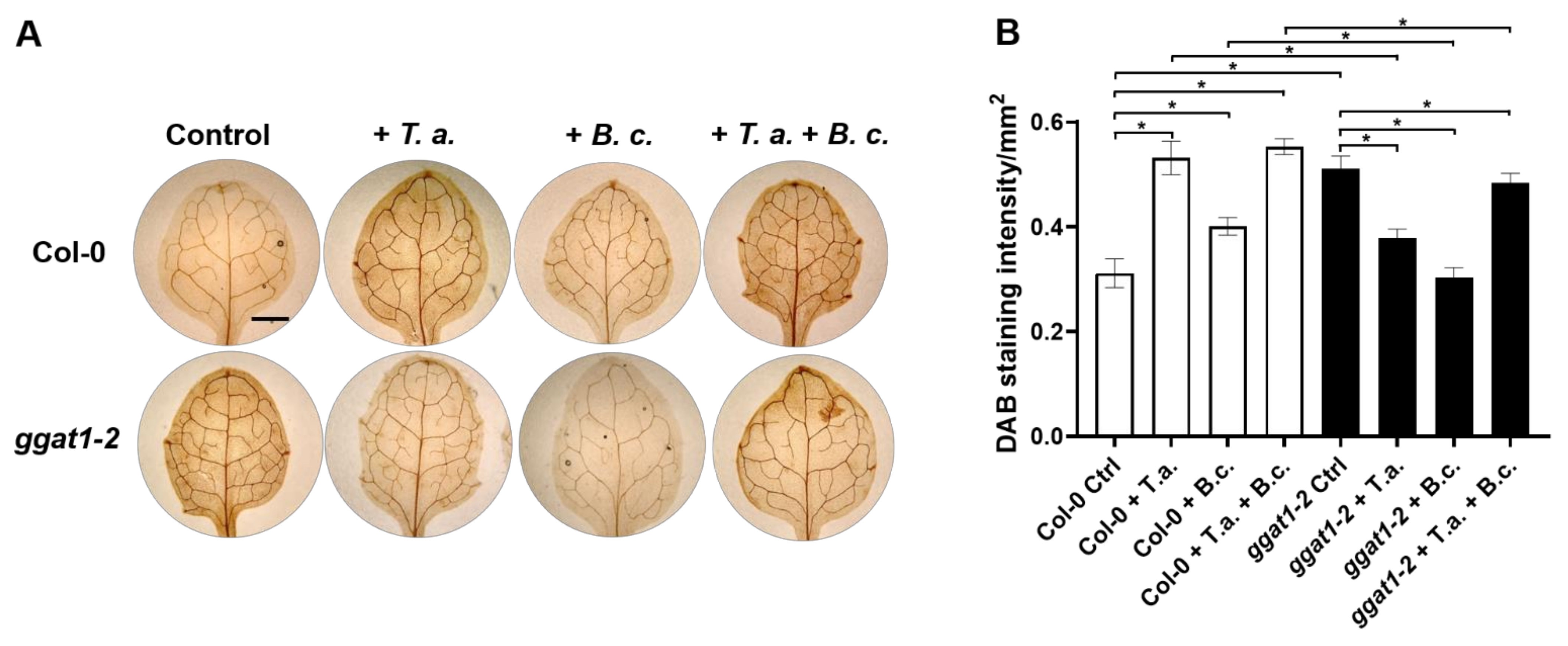 Ijms 22 06804 g008 550