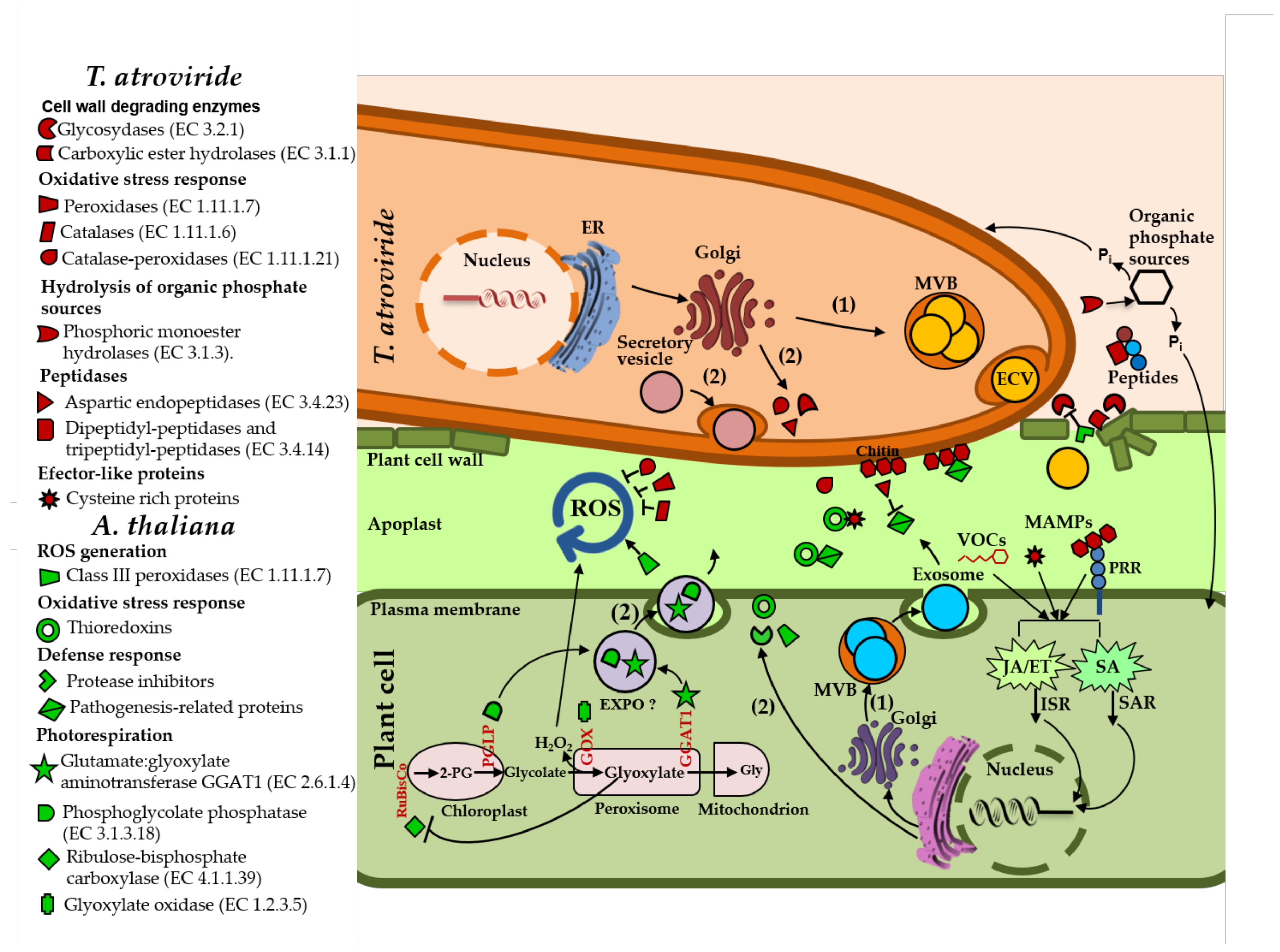 Ijms 22 06804 g009 550