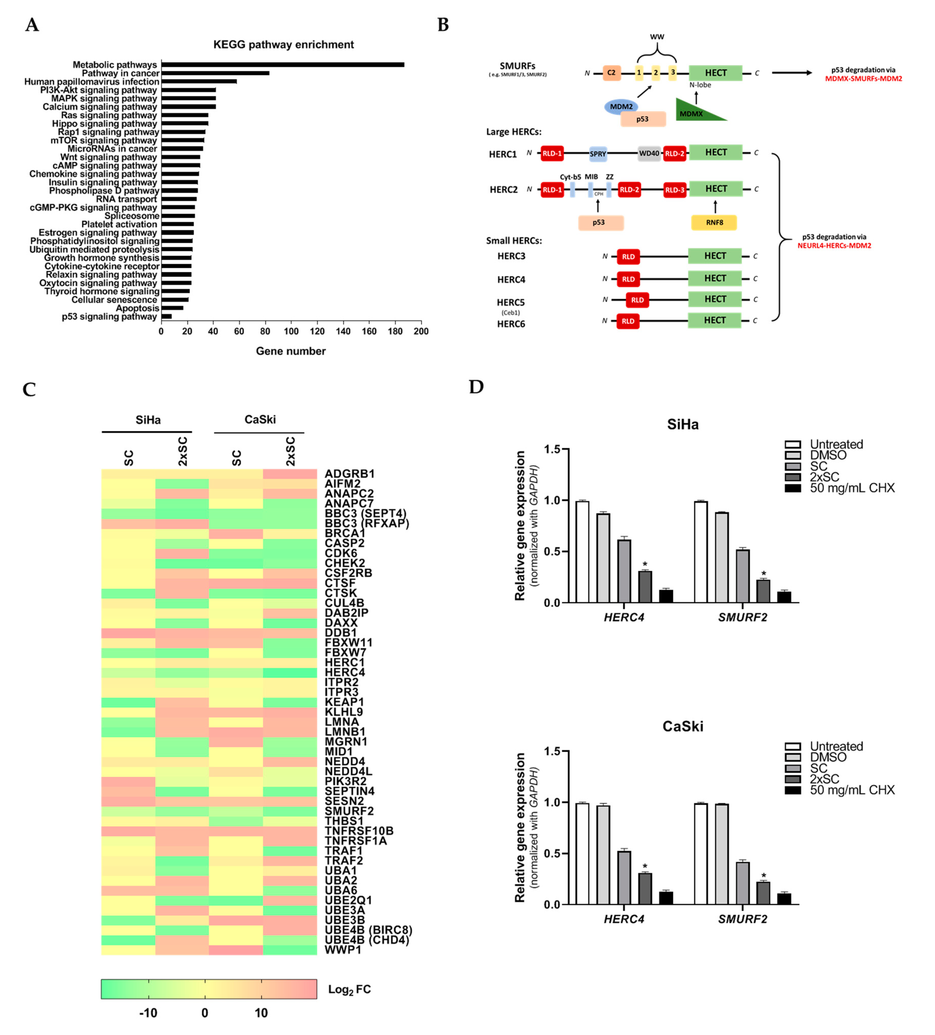 Ijms 22 06806 g004 Ijms 22 06806 g004
