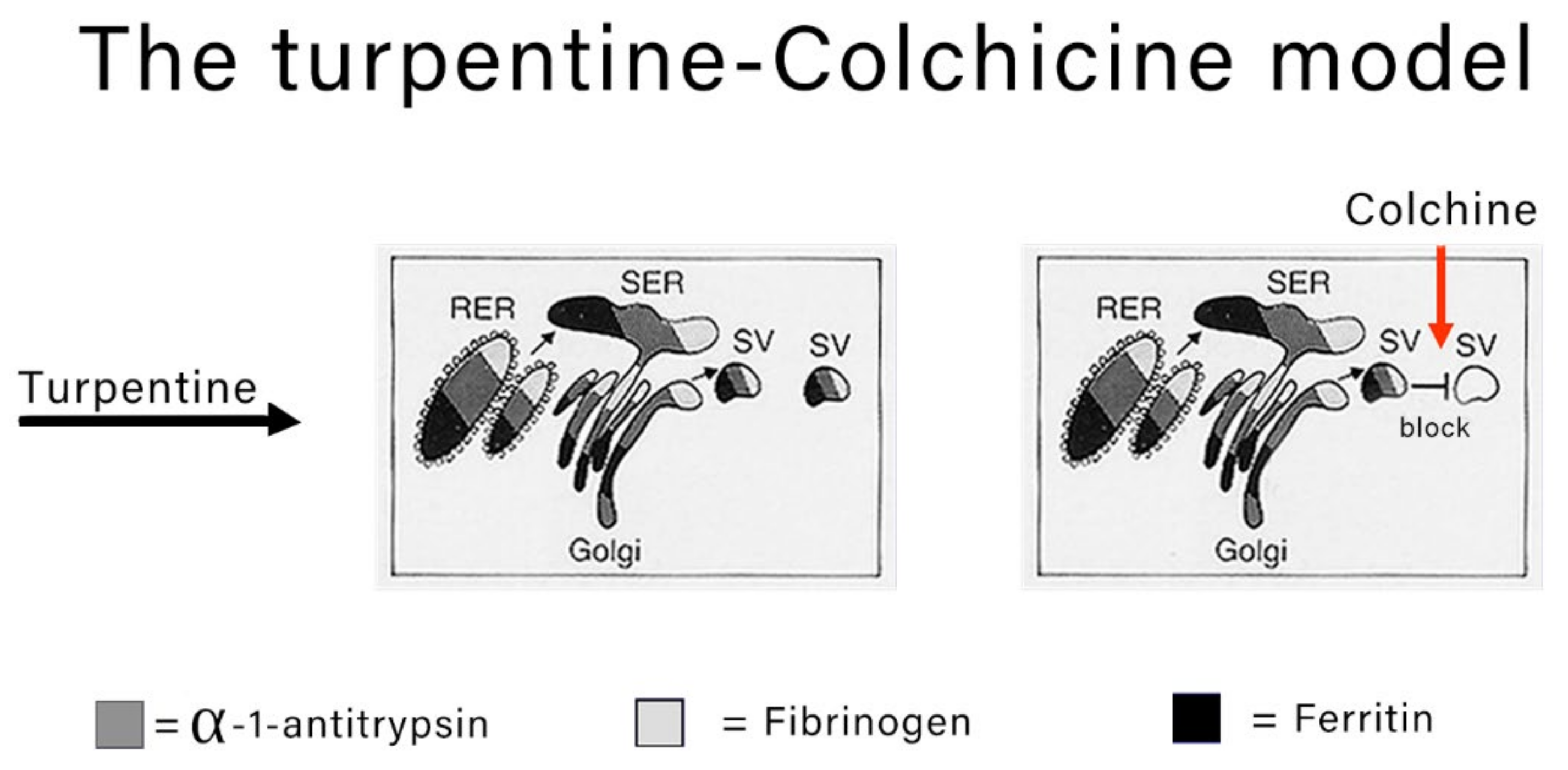 Ijms 22 06807 g002 550