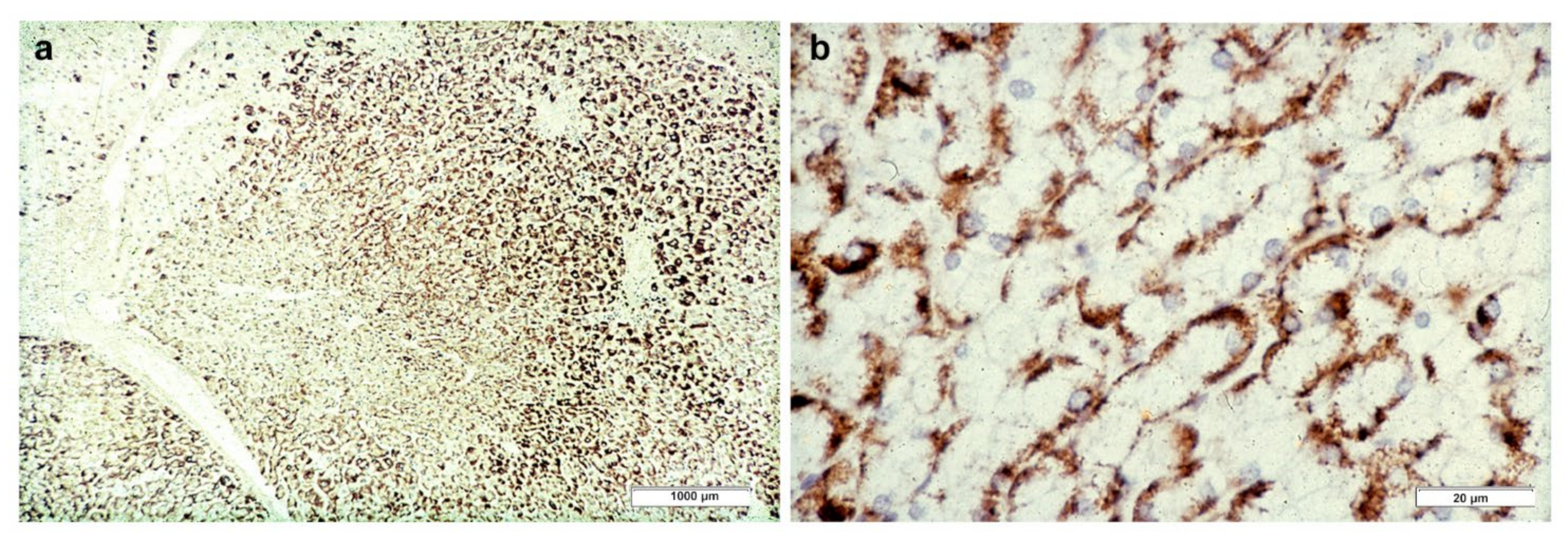 Ijms 22 06807 g004 550