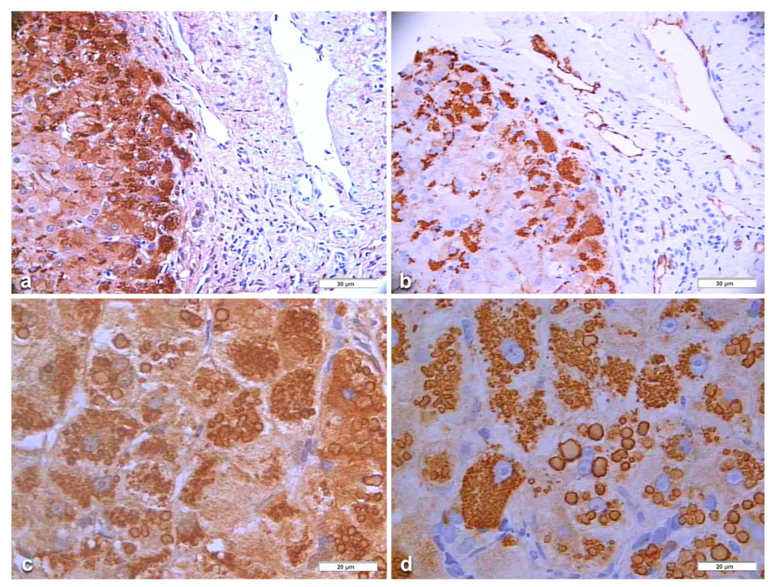 Ijms 22 06807 g006 550