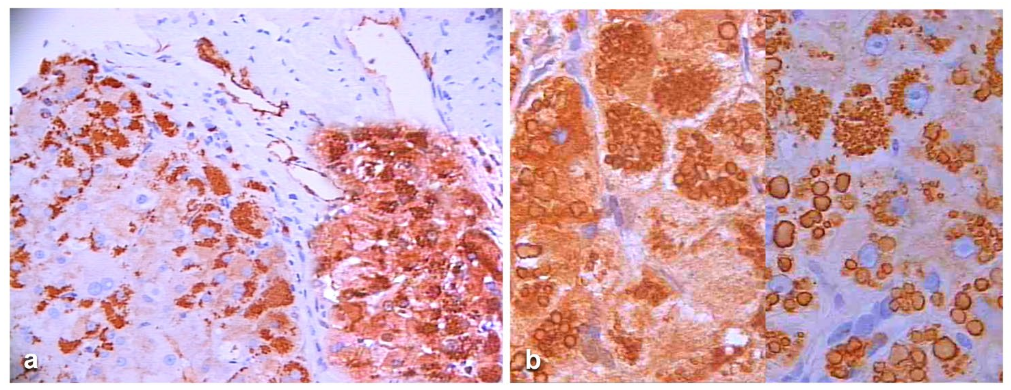 Ijms 22 06807 g007 550