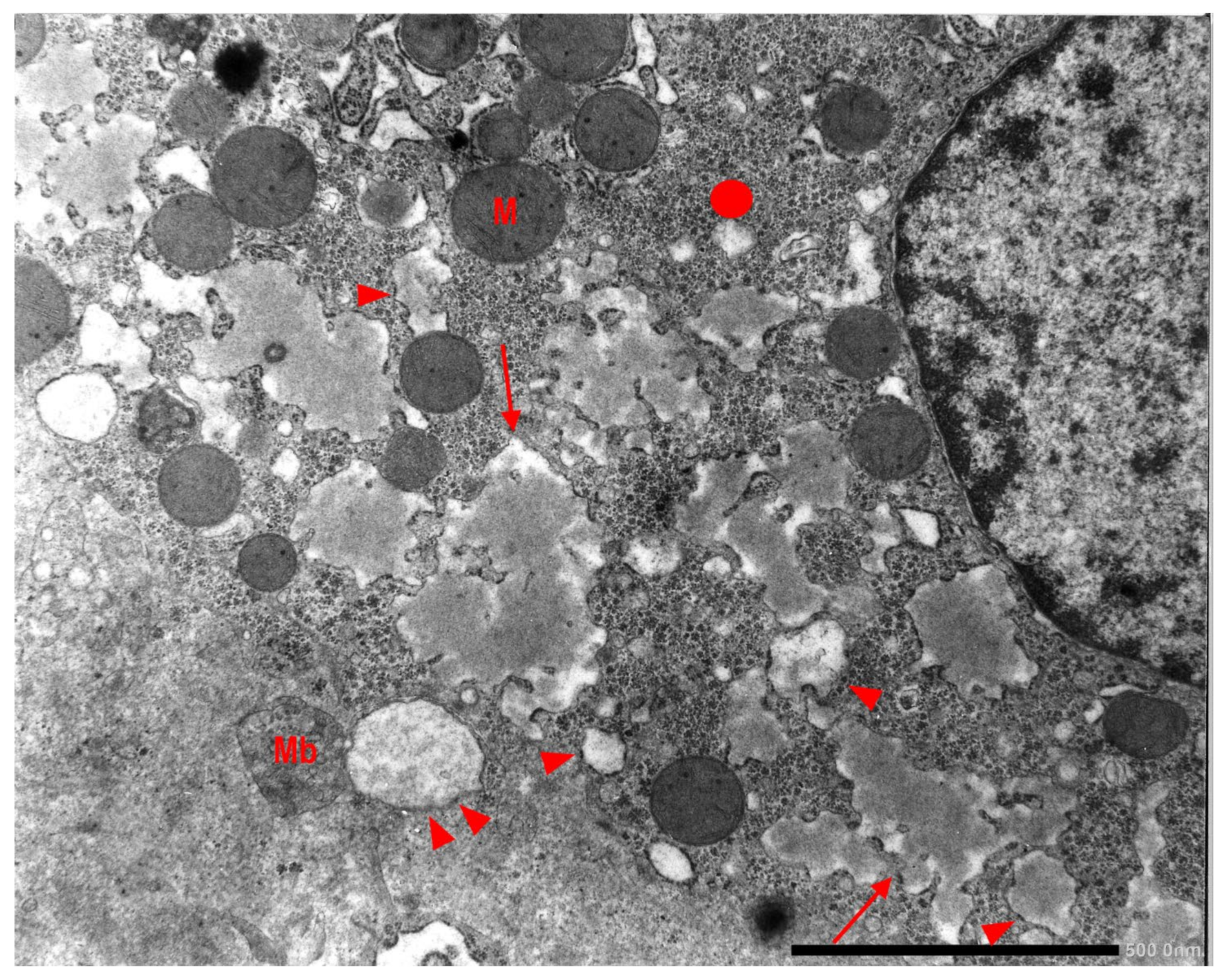 Ijms 22 06807 g009 550