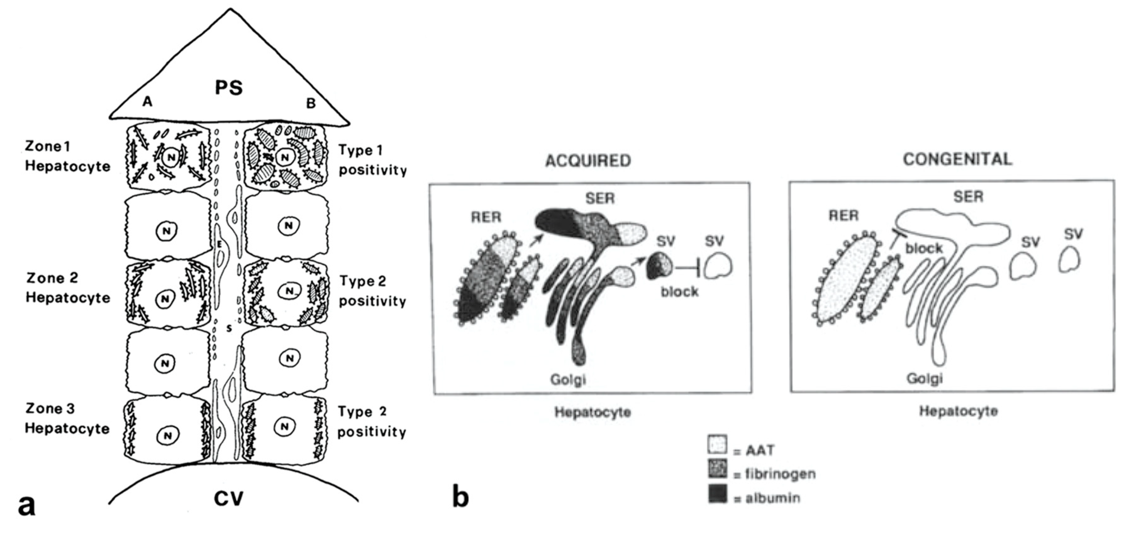 Ijms 22 06807 g011 550