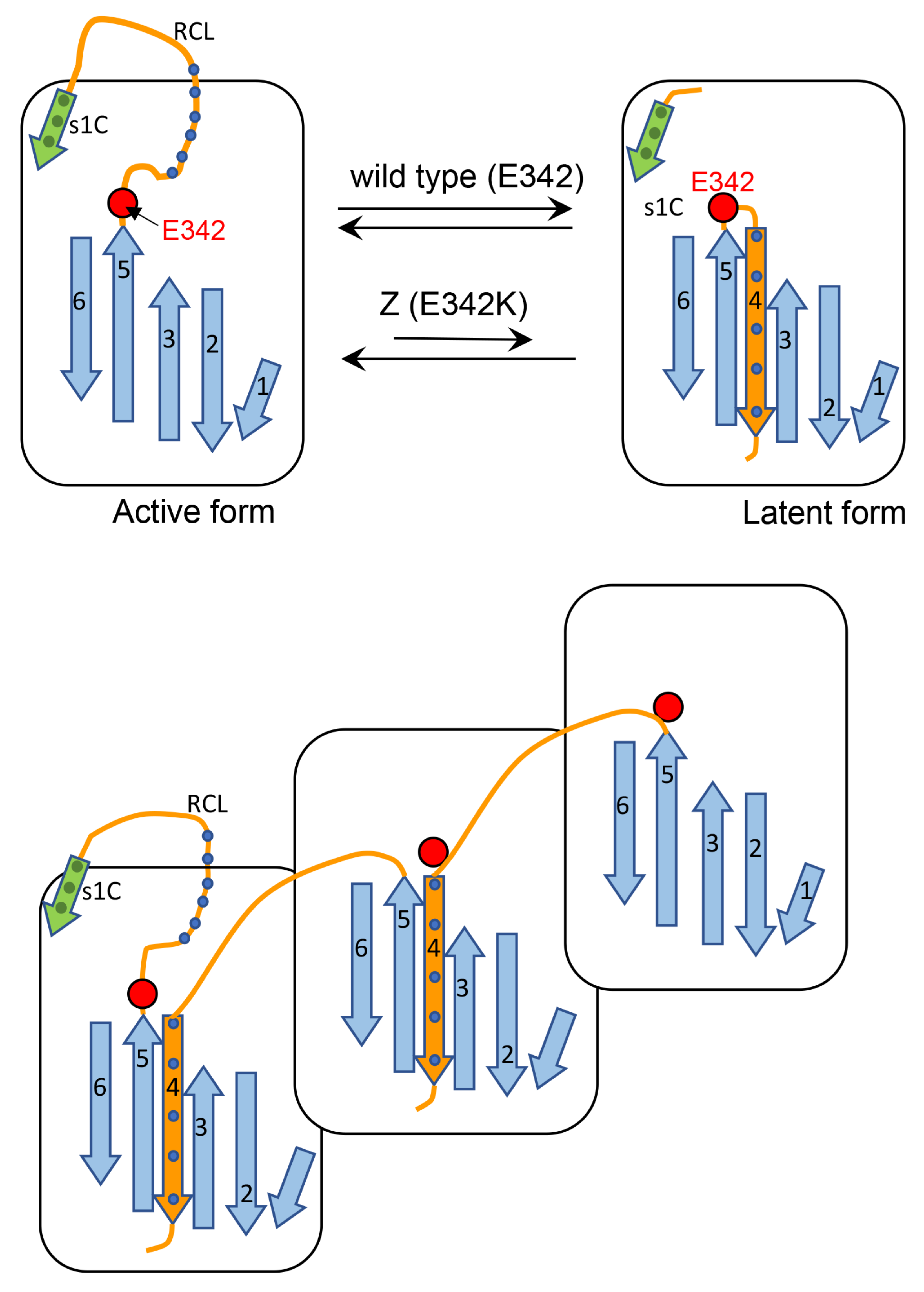 Ijms 22 06807 g013 550