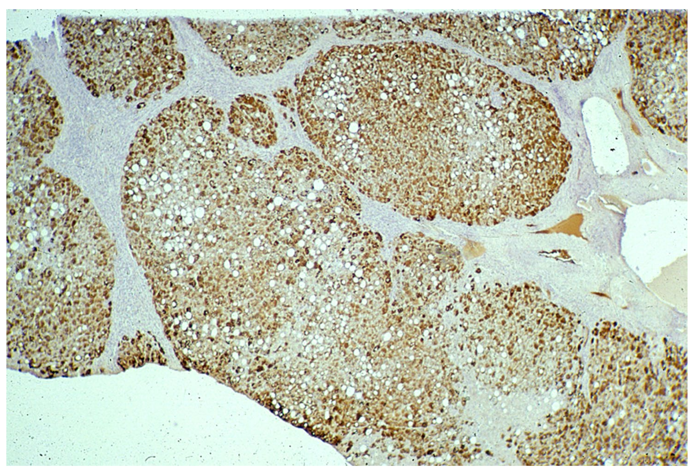 Ijms 22 06807 g015 550